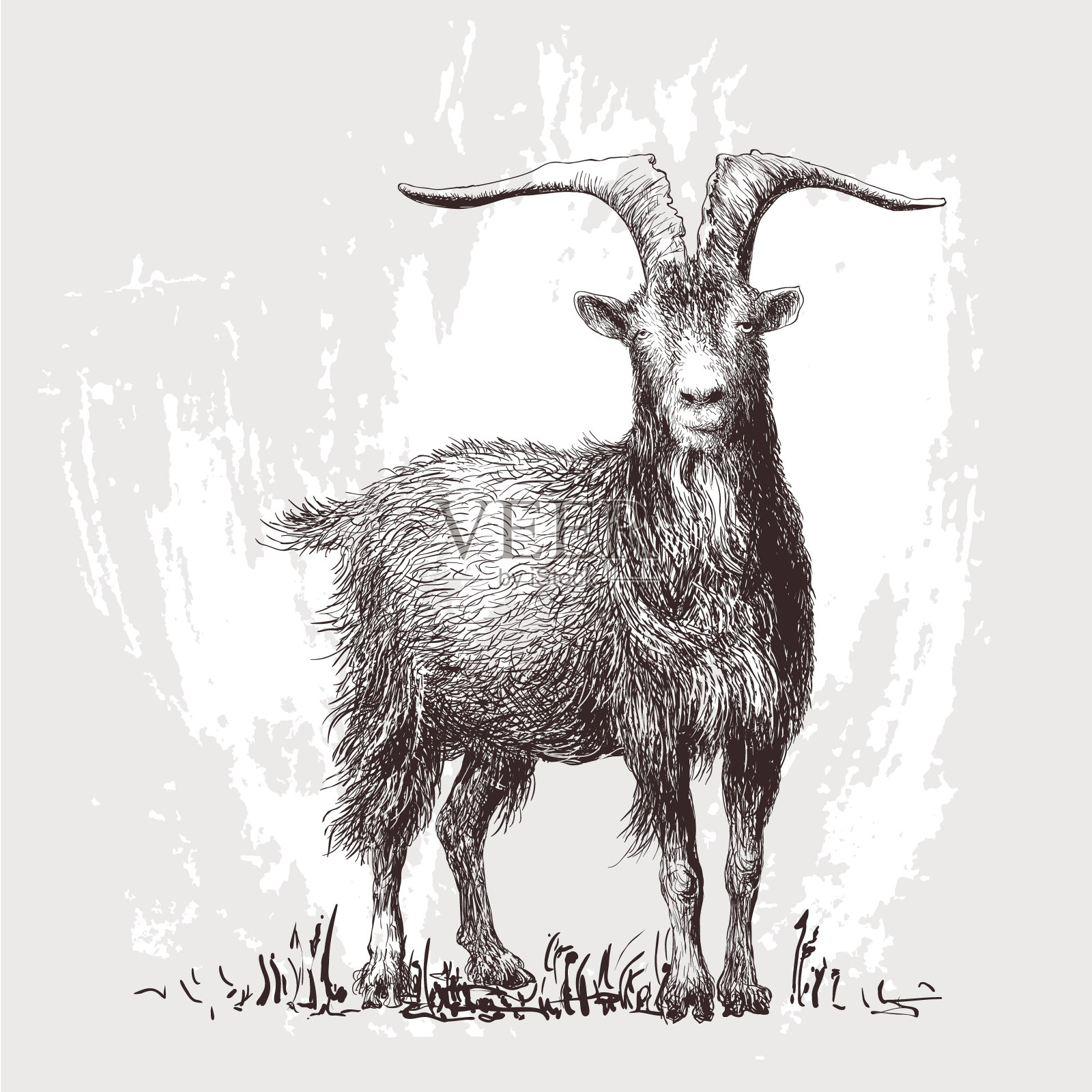 山羊,ram,插图。向量。插画图片素材