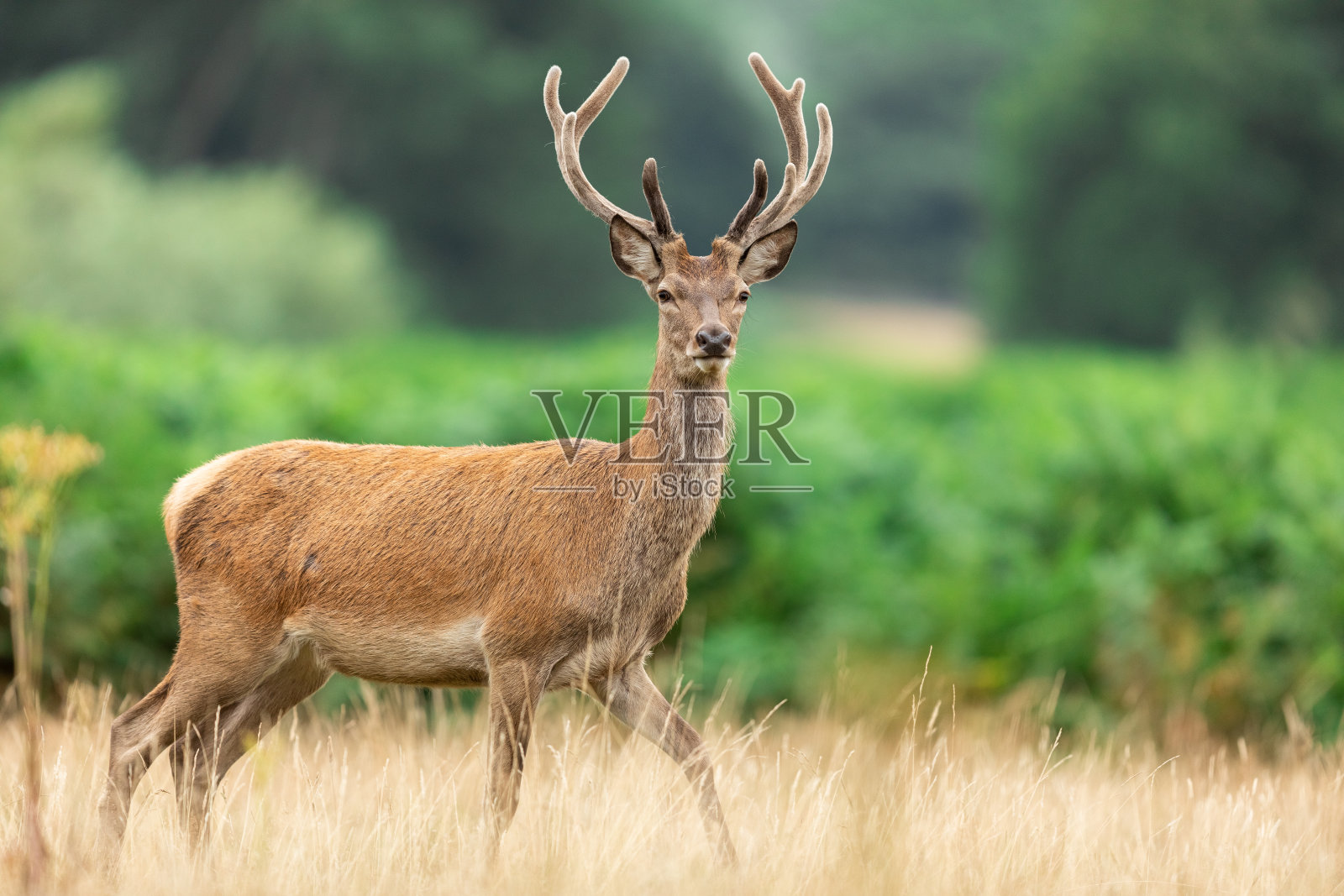 里士满公园的马鹿照片摄影图片