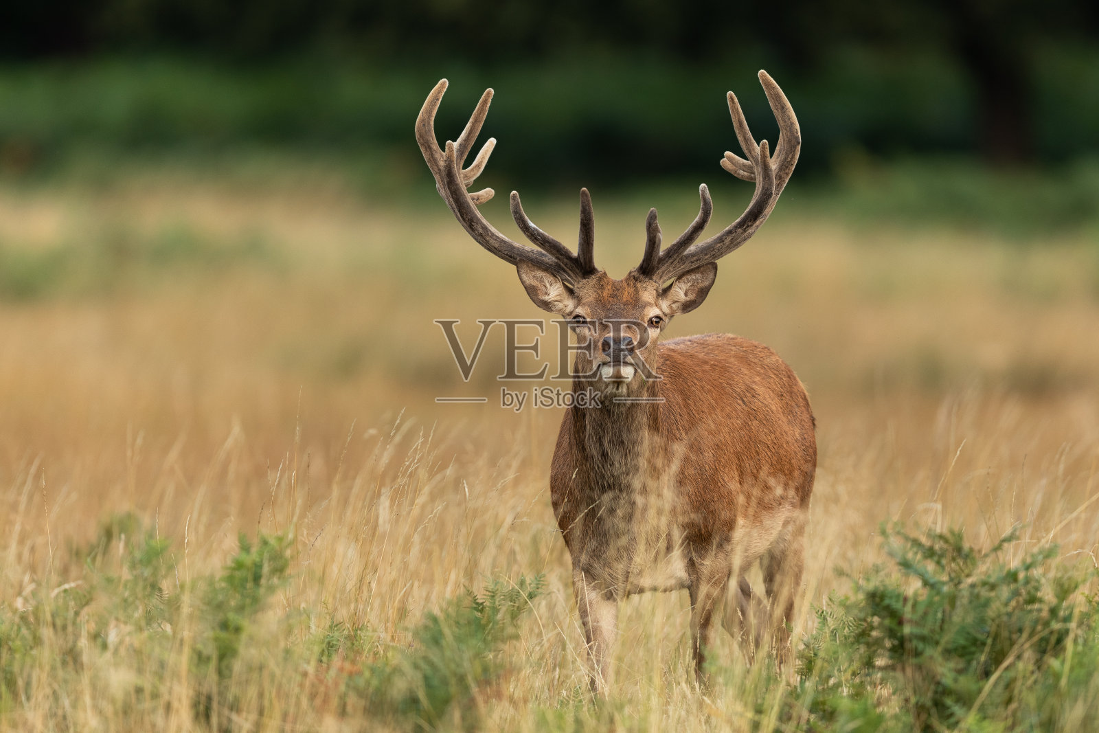 里士满公园的马鹿照片摄影图片
