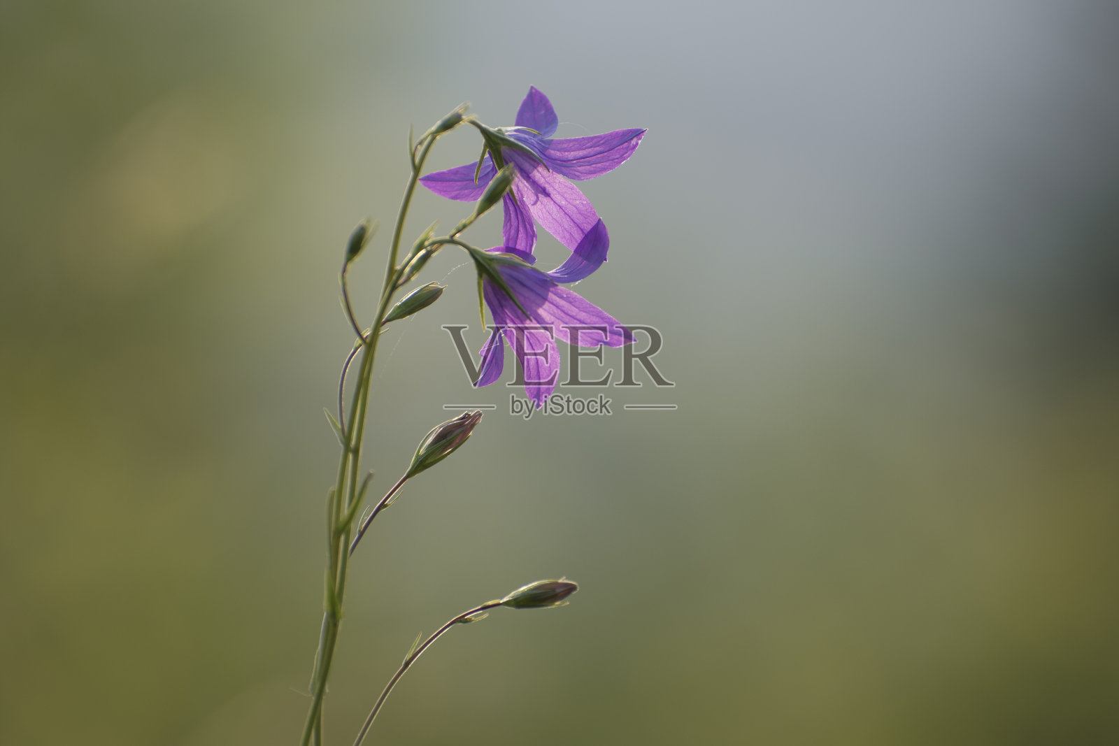 草地上的花铃在模糊的背景上拍得很大。照片摄影图片