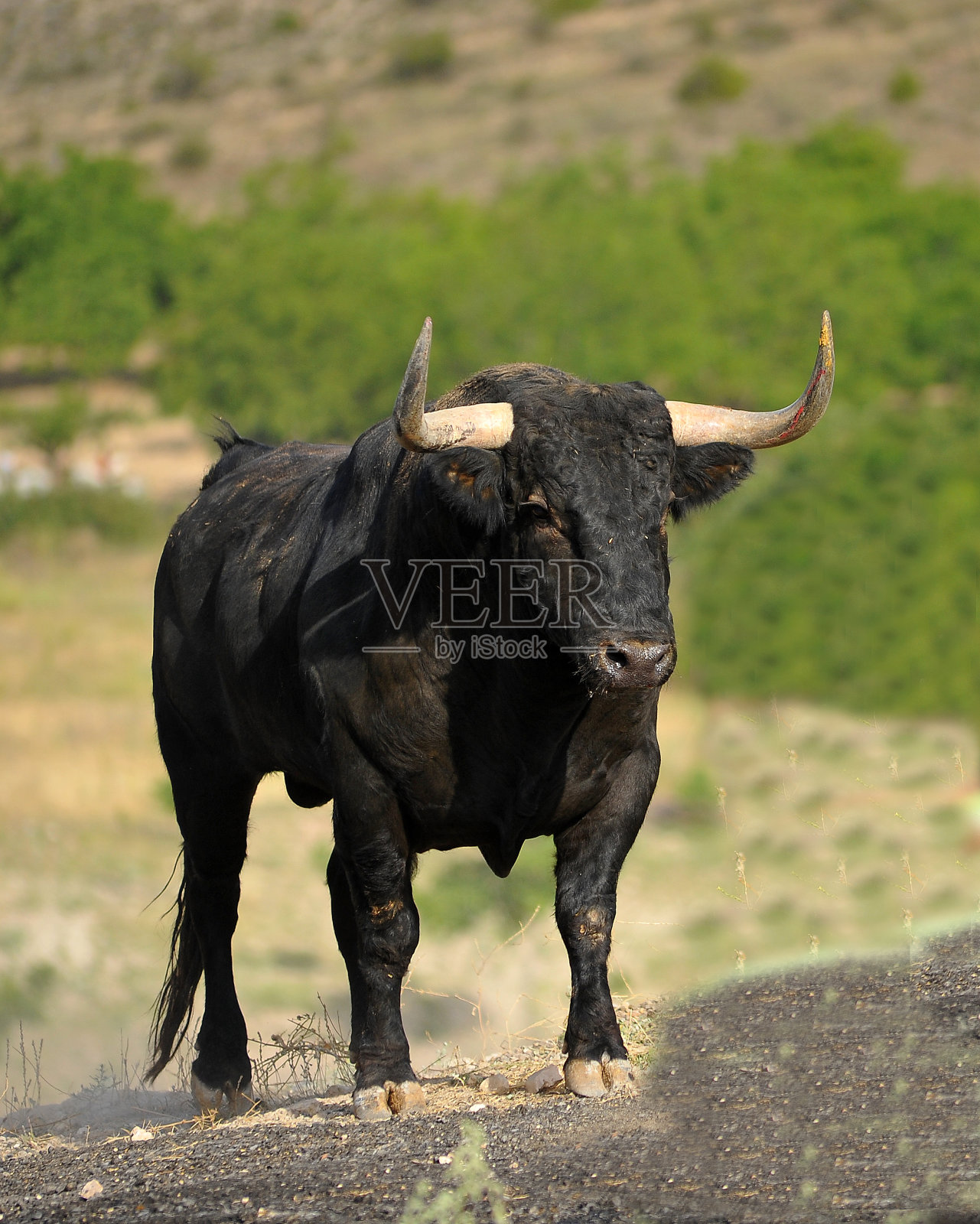 牛照片摄影图片