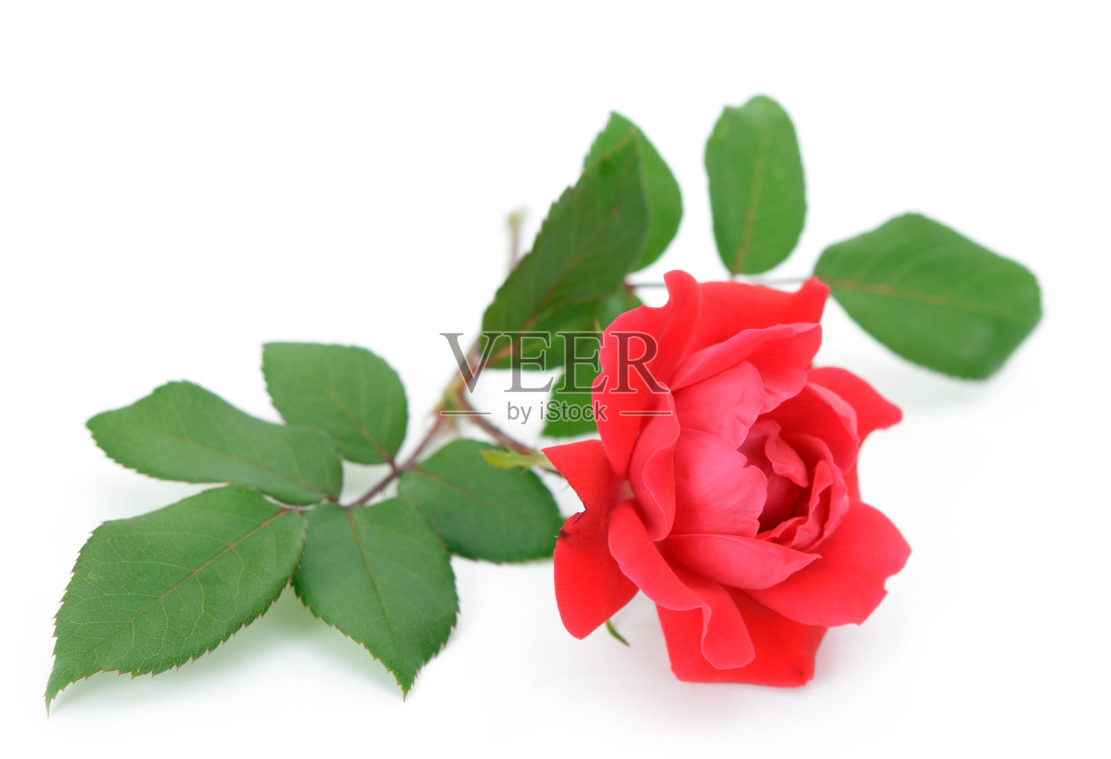 玫瑰照片摄影图片