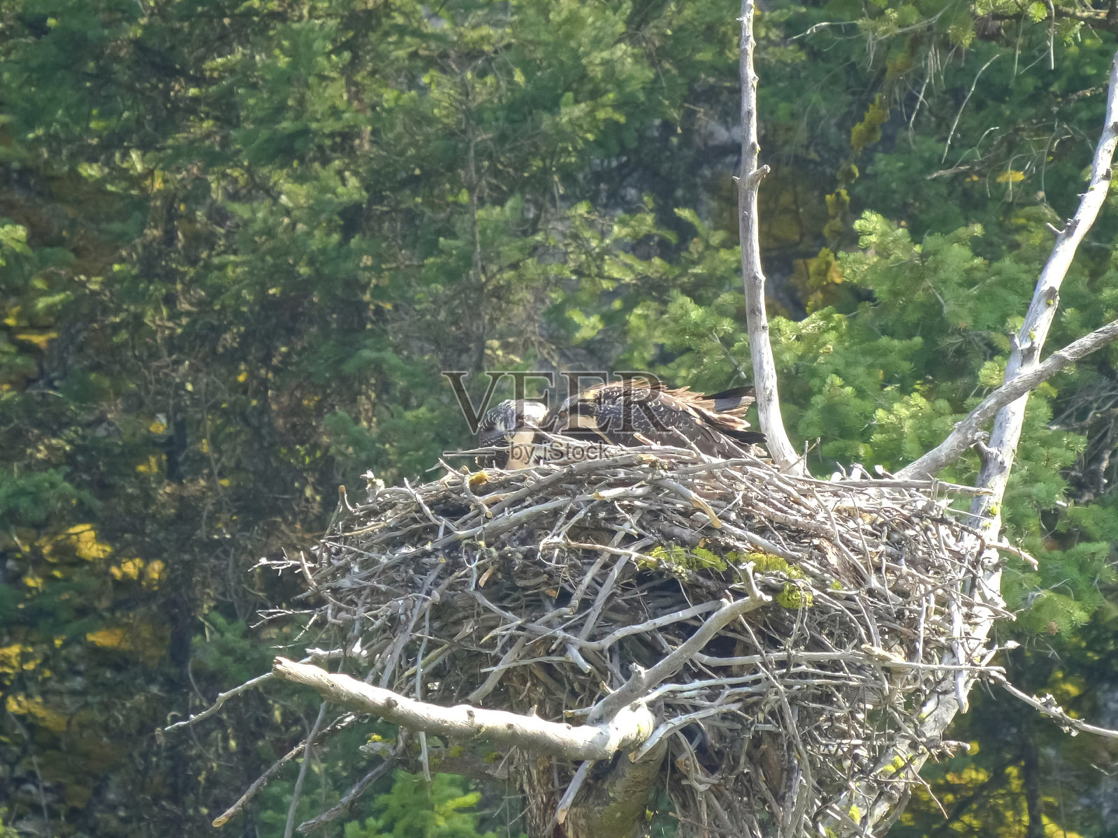 黄石公园里的鱼鹰雏鸟正在筑巢觅食照片摄影图片