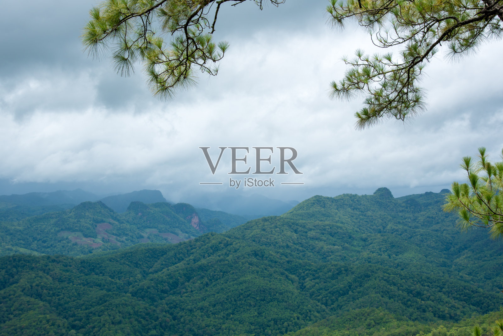 绿色的树叶背景和美丽的壁纸。(高质量)照片摄影图片