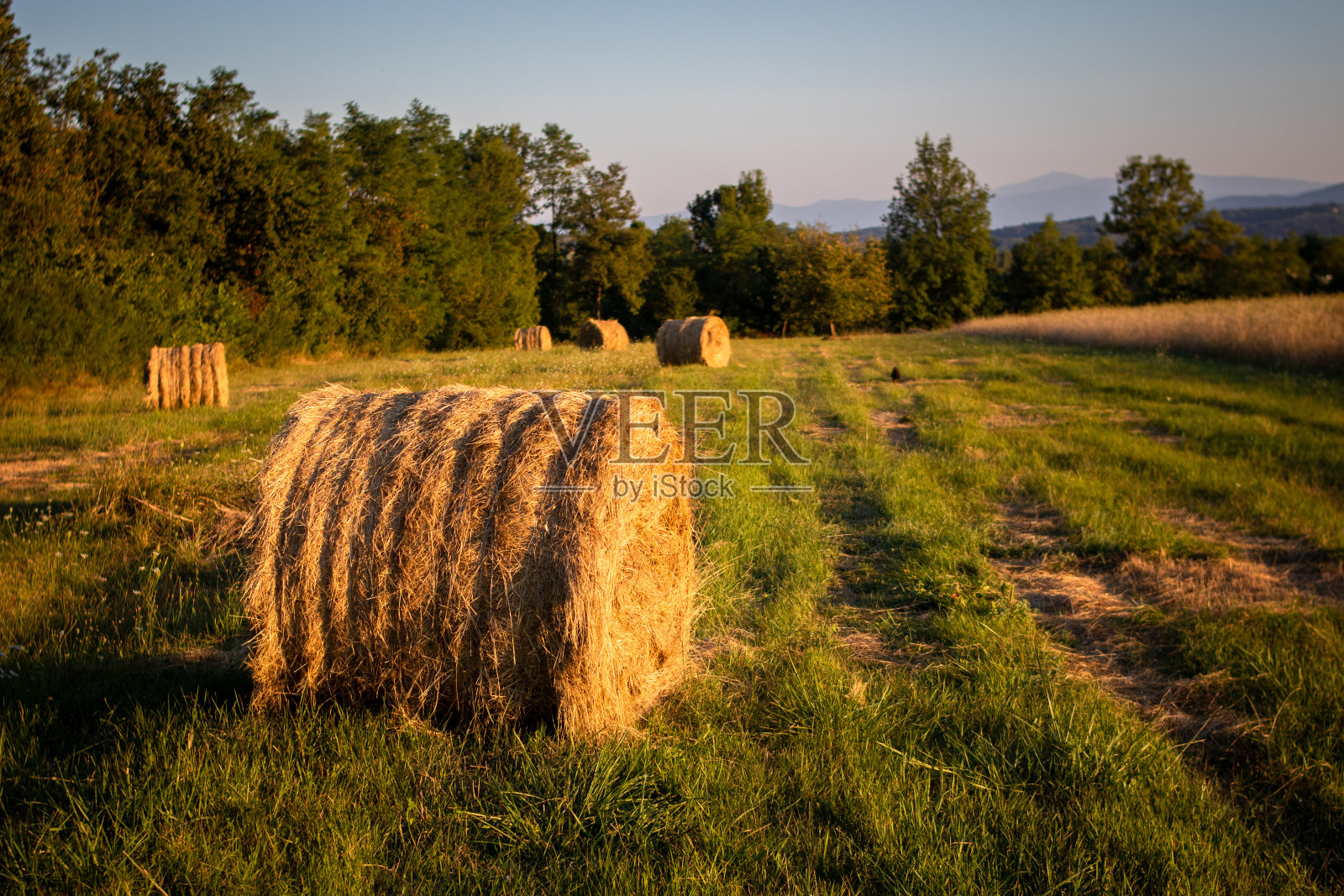 农用干草捆收割秸秆田照片摄影图片
