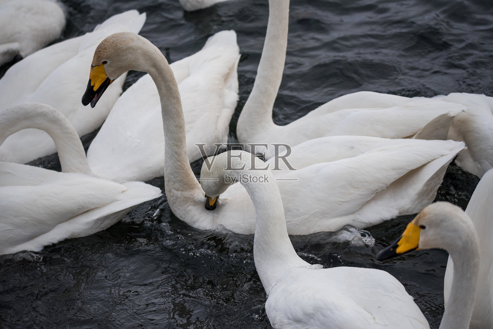 一只天鹅狠狠地咬了另一只天鹅照片摄影图片