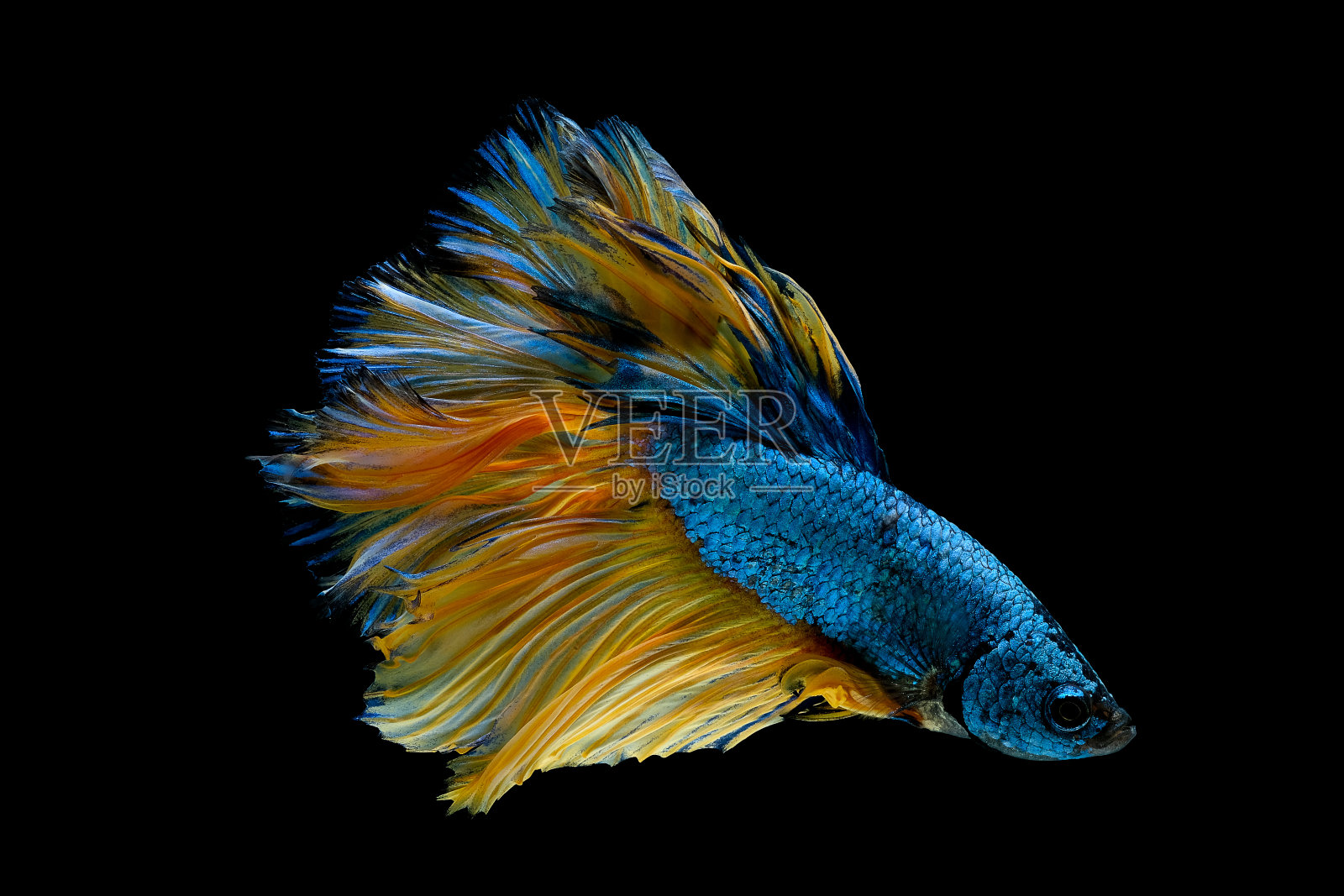 以蓝黄相间的斗鱼为主色,暹罗斗鱼被孤立在黑色背景上照片摄影图片
