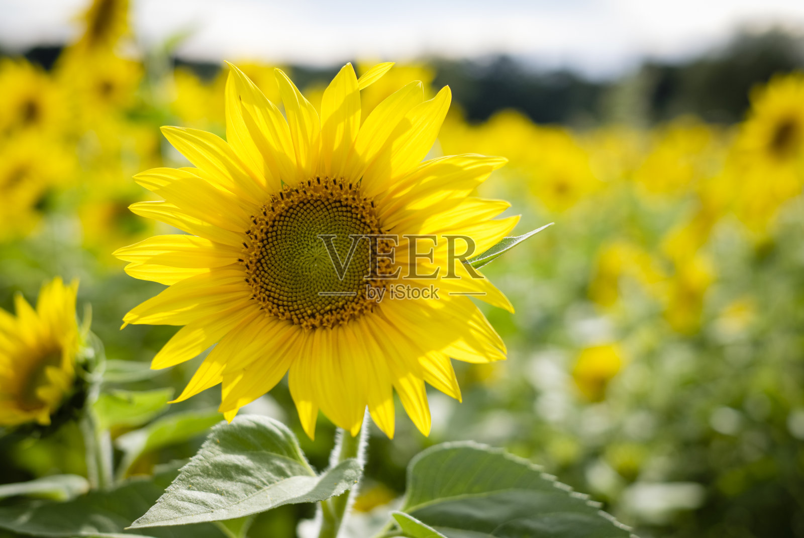 背光向日葵在野外照片摄影图片