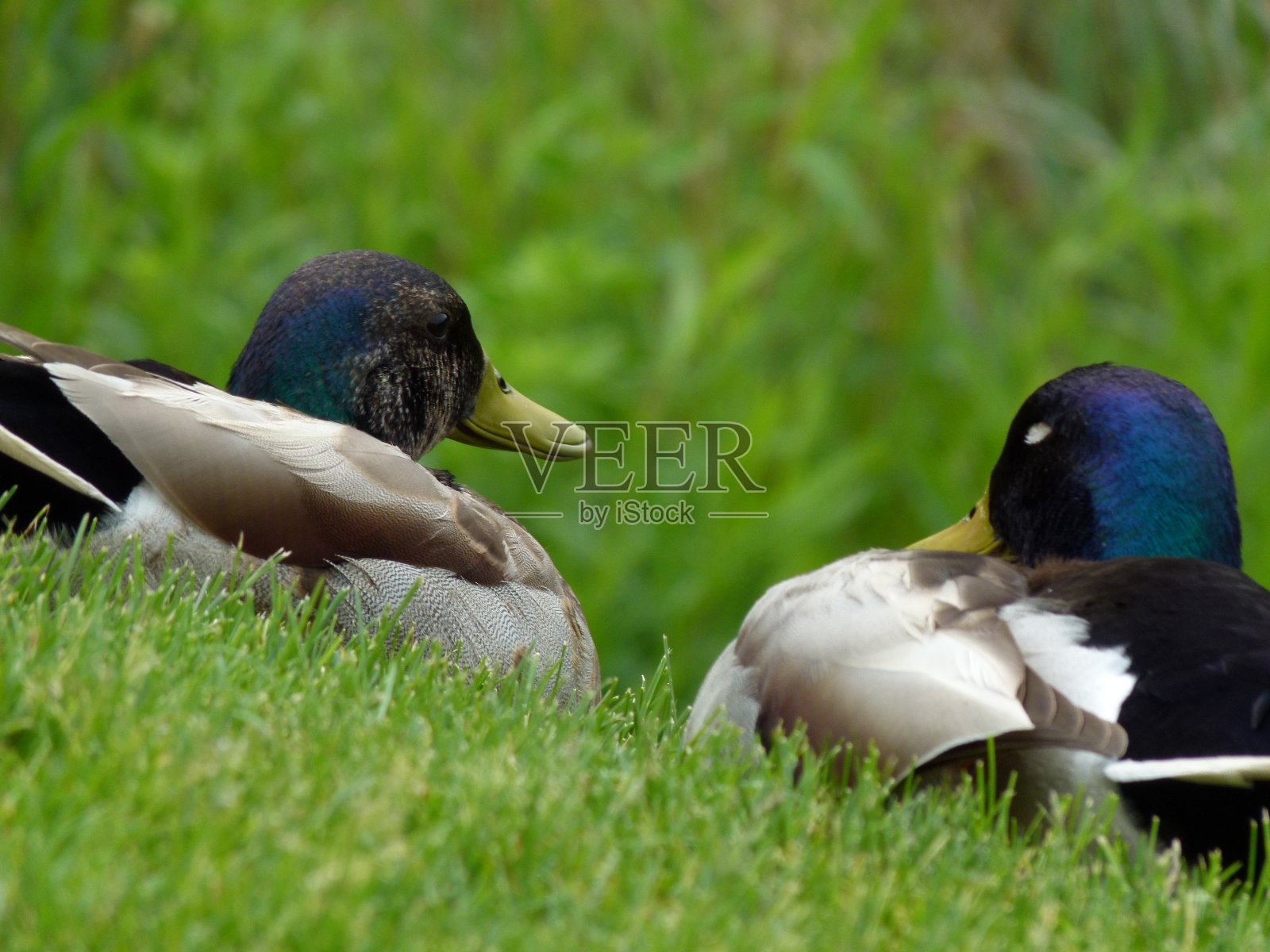 睁大眼睛闭上眼睛照片摄影图片