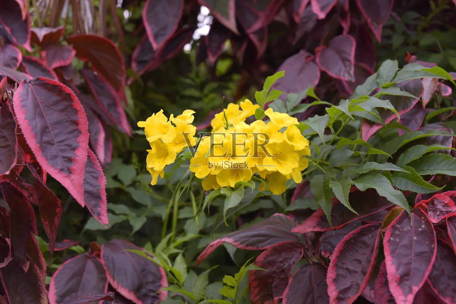 卢旺达的花朵照片摄影图片