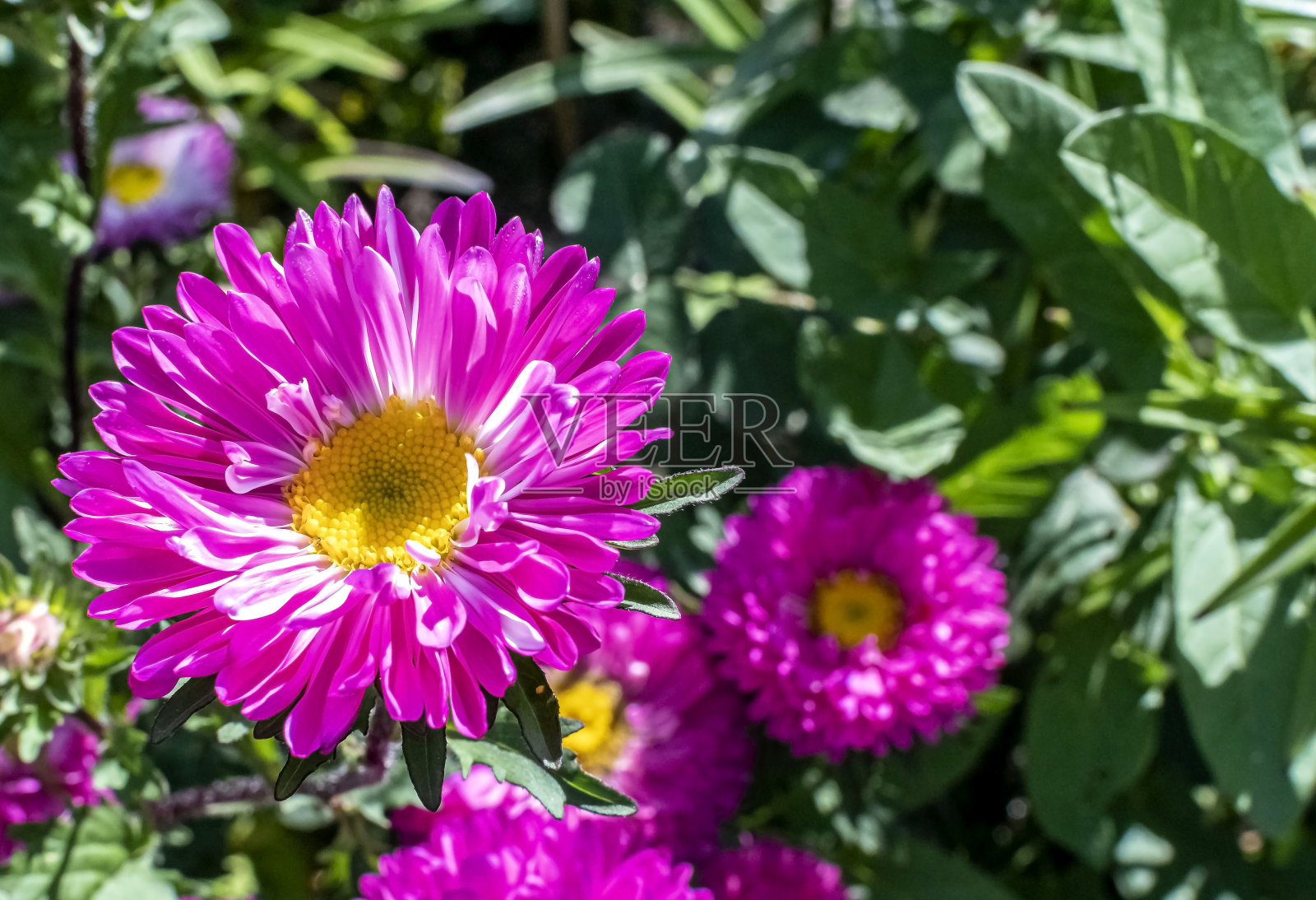 美丽的新鲜的粉红色紫菀在花园里照片摄影图片