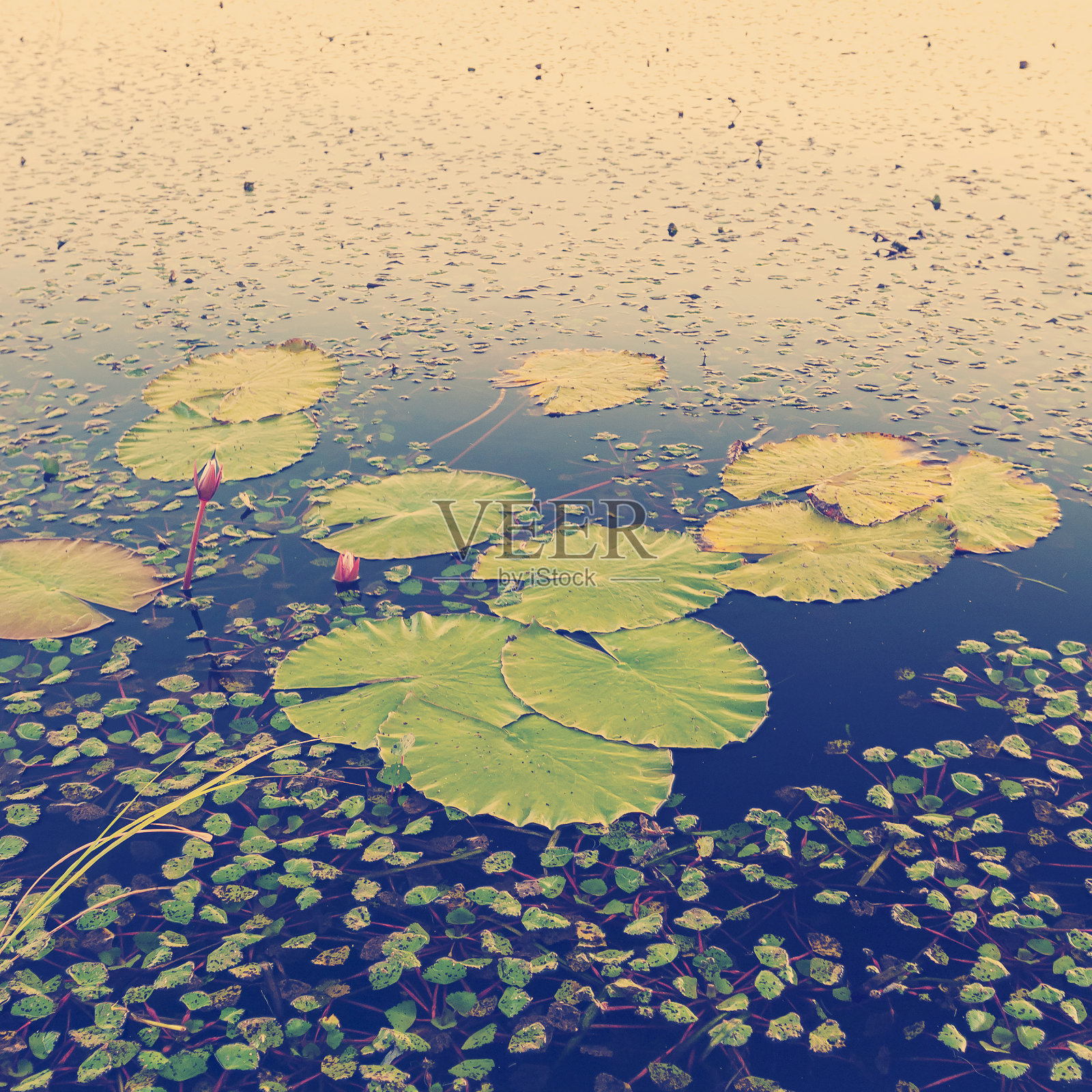 睡莲照片摄影图片