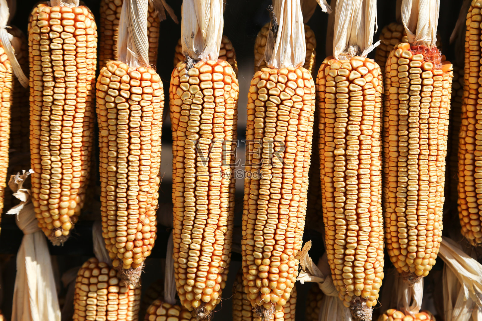 蔬菜:玉米照片摄影图片