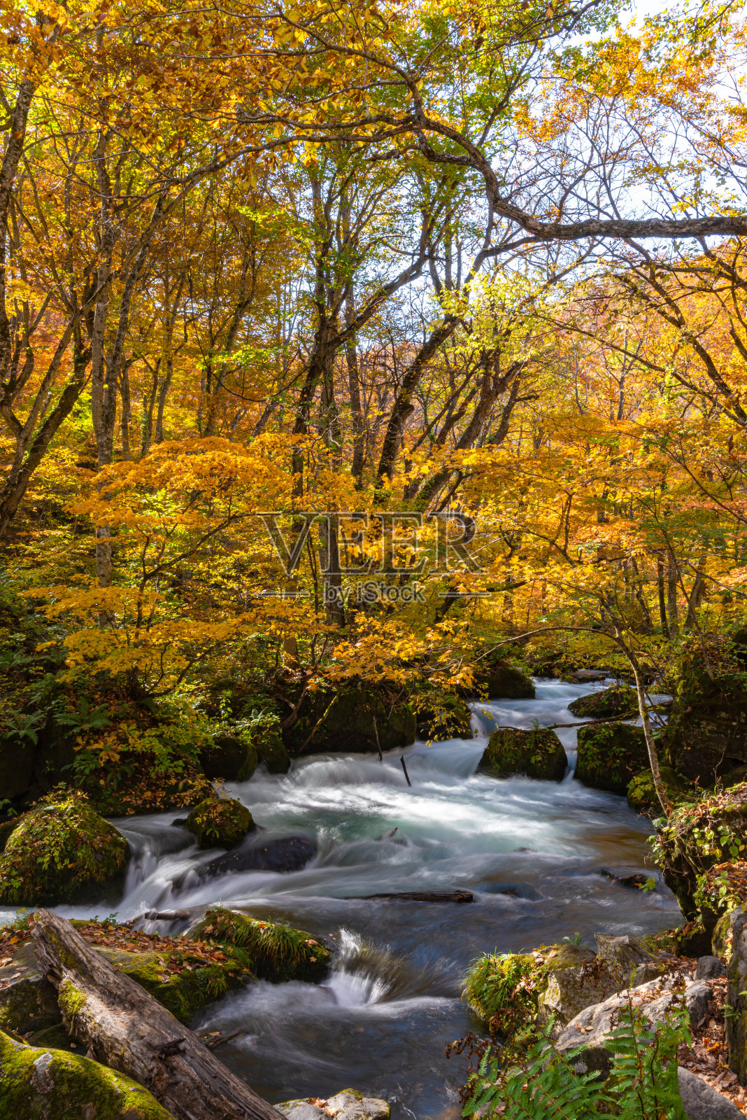 在阳光明媚的日子,美丽的秋叶景色在秋天的颜色照片摄影图片