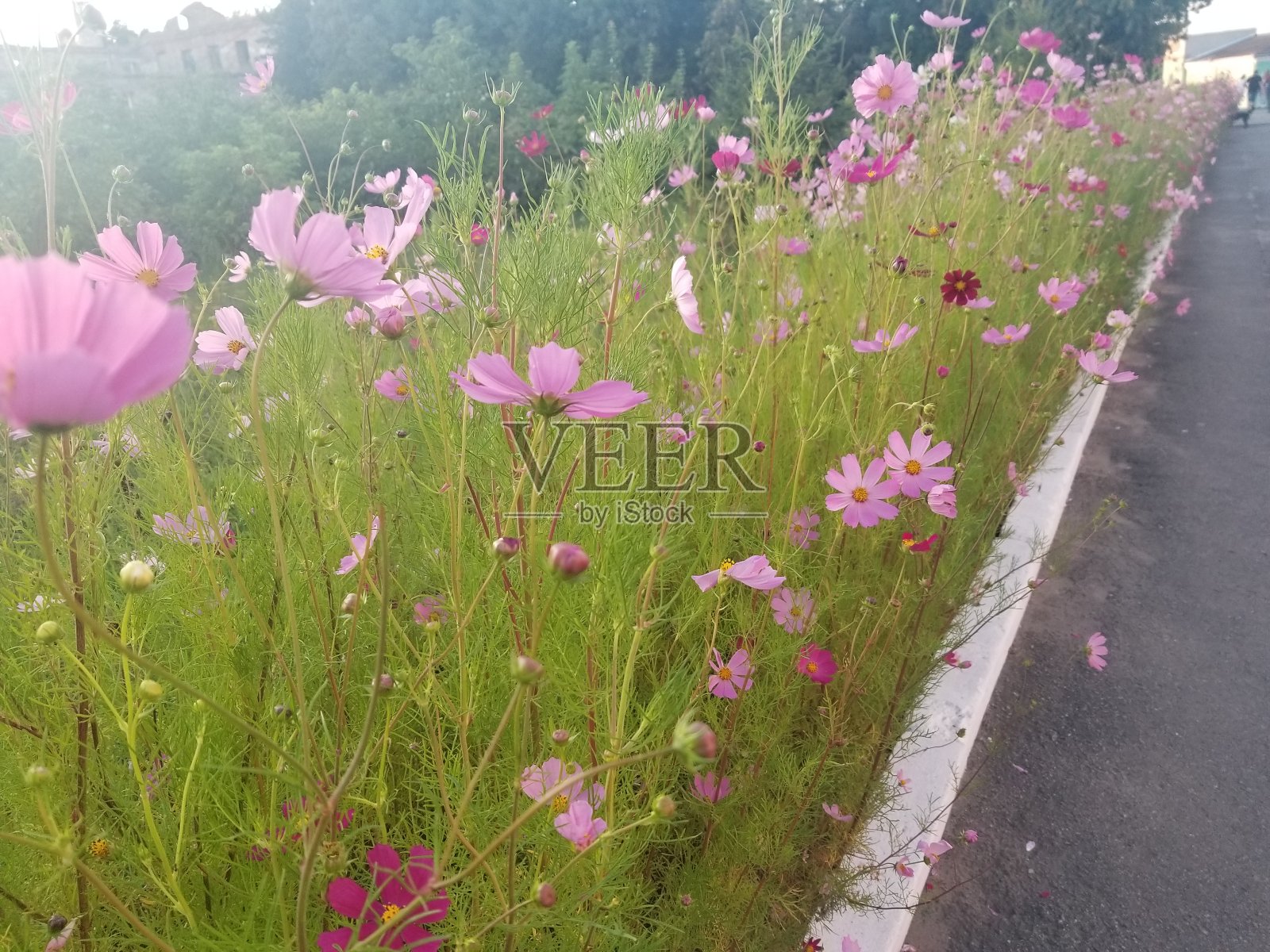 日出时山野上的花。美丽的自然景观,在夏天的时候库存照片照片摄影图片