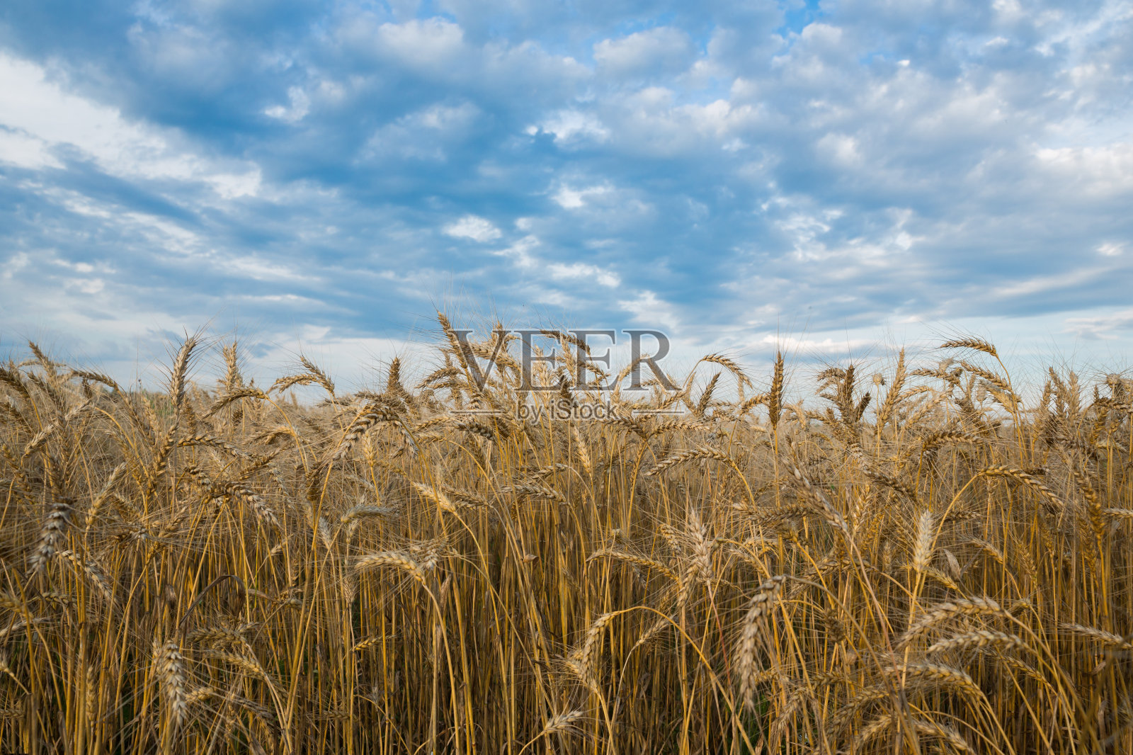 田野里的麦穗映衬着蓝天。收获、农业。照片摄影图片