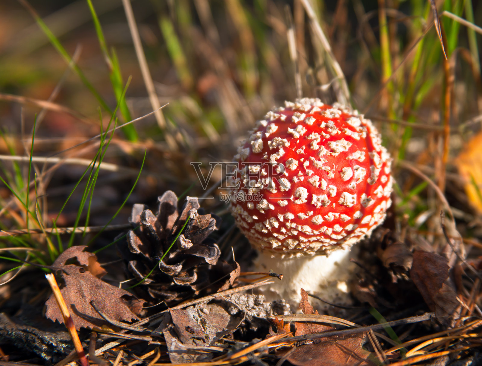 秋季有毒的红蘑菇和松果。照片摄影图片
