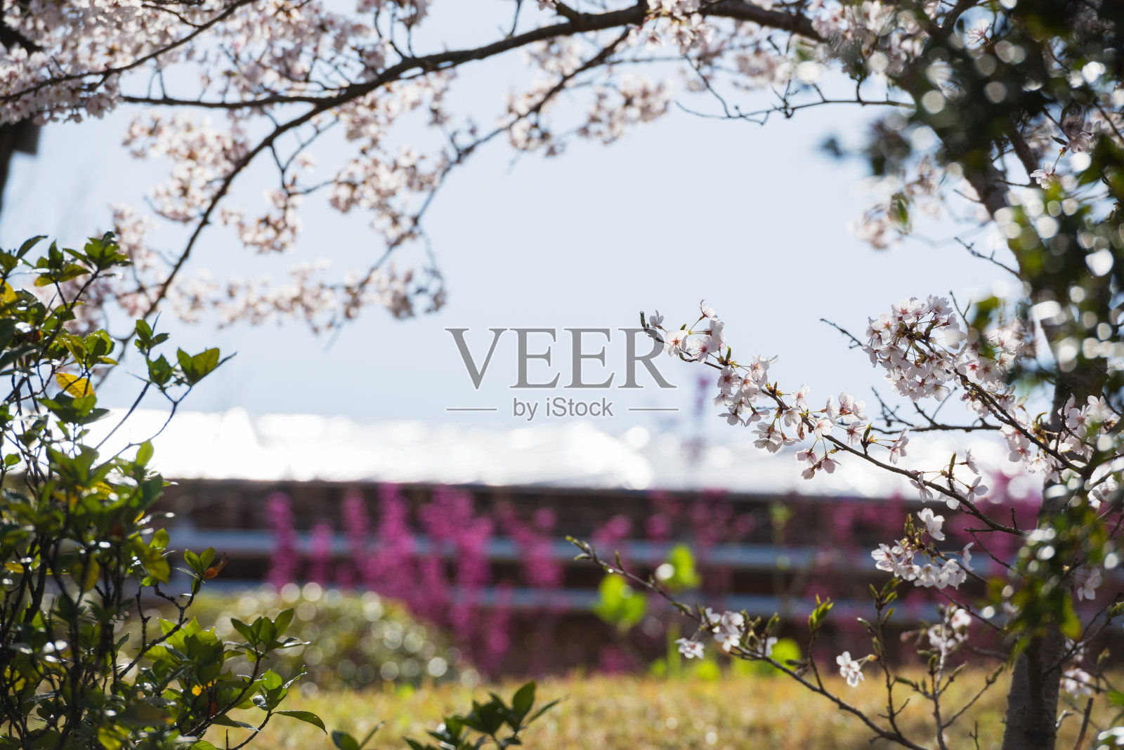 春天的公园照片摄影图片