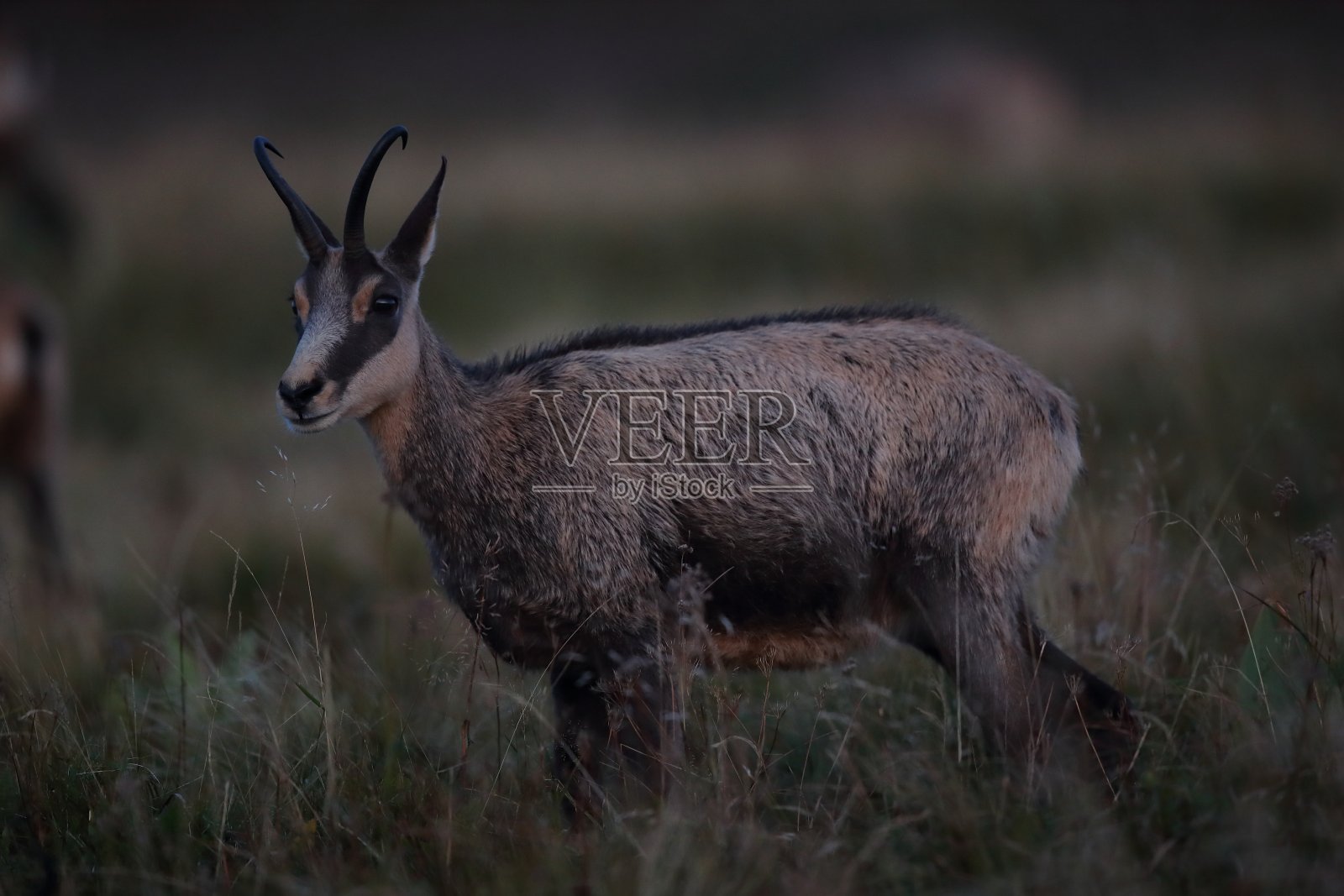 查莫瓦(鲁皮卡普拉鲁皮卡普拉)沃斯盖斯山,法国照片摄影图片