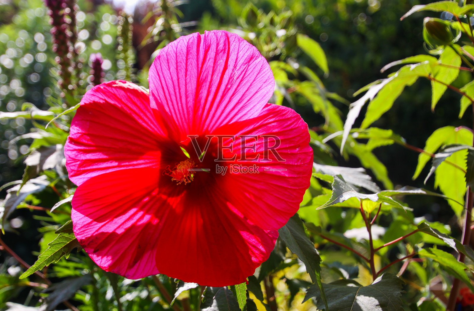 孤立的红紫色木槿花盛开在明亮的阳光与模糊的绿叶背景照片摄影图片