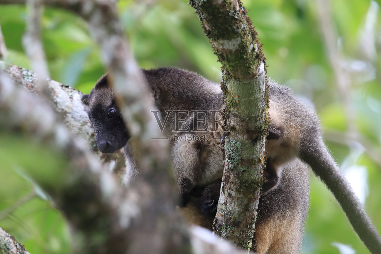 澳大利亚昆士兰的一棵树上,一只小袋鼠和妈妈在一起照片摄影图片