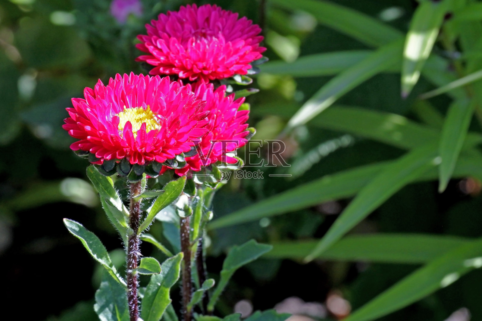 大红紫苑,宏观,狭窄的焦点区域照片摄影图片