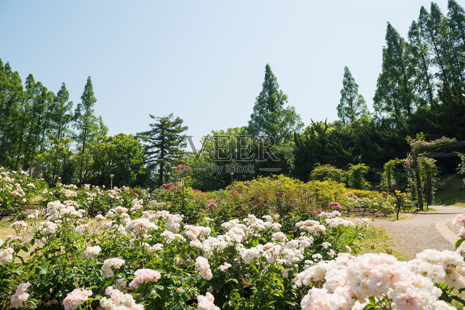 宇坪公园的玫瑰园照片摄影图片