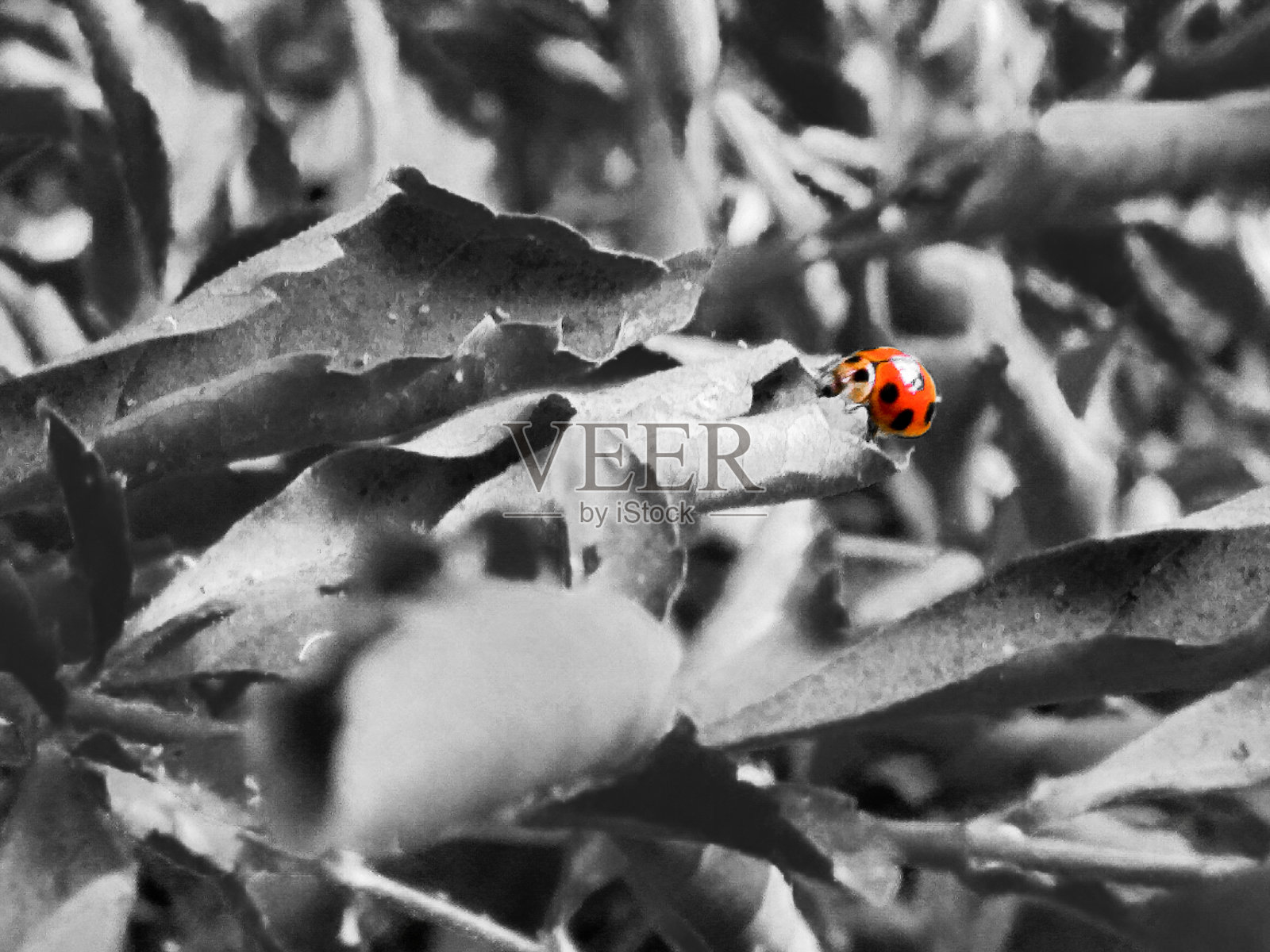 瓢虫照片摄影图片