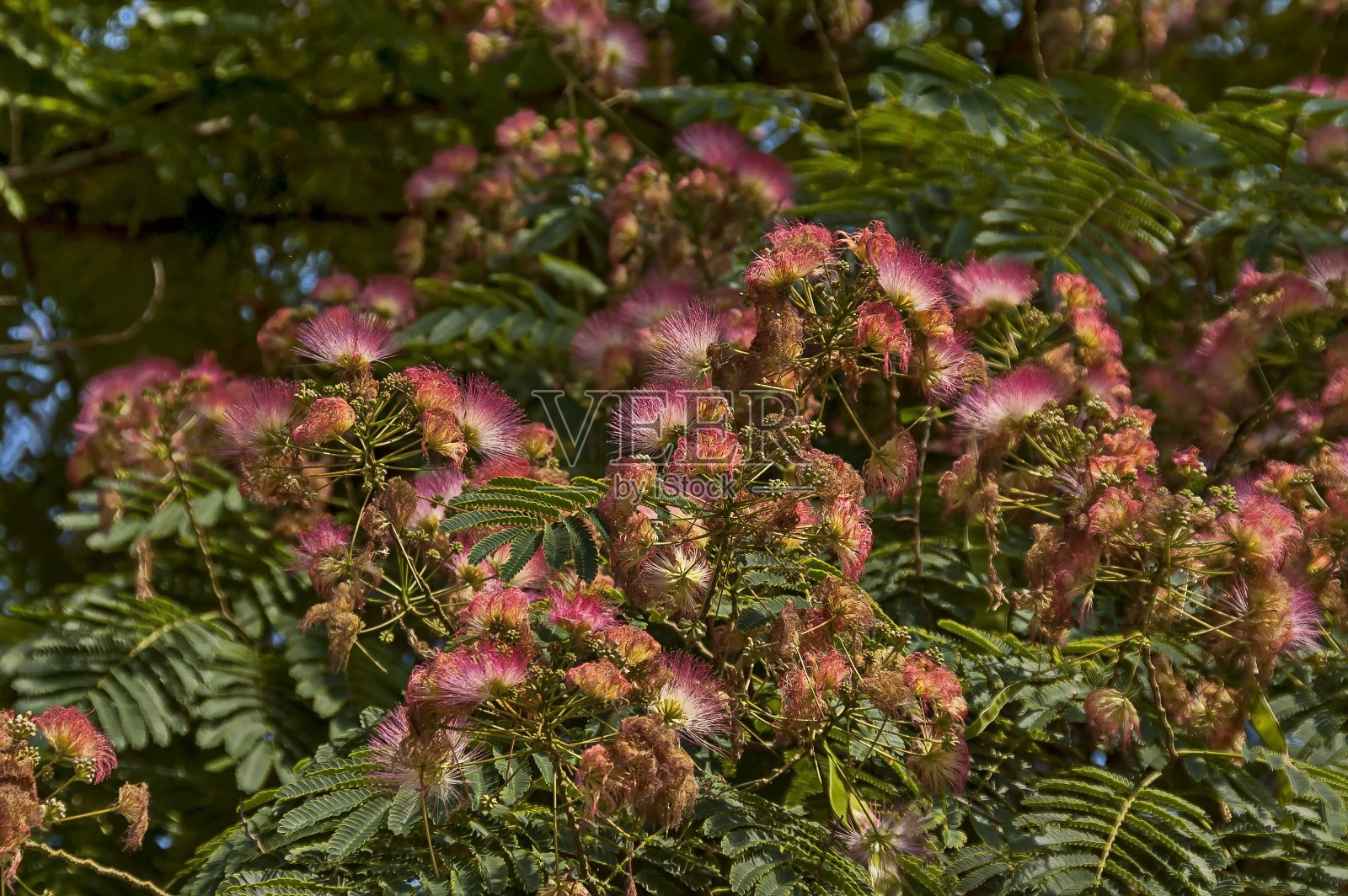 合欢树是一种合欢树或波斯合欢树,开着美丽的花朵照片摄影图片