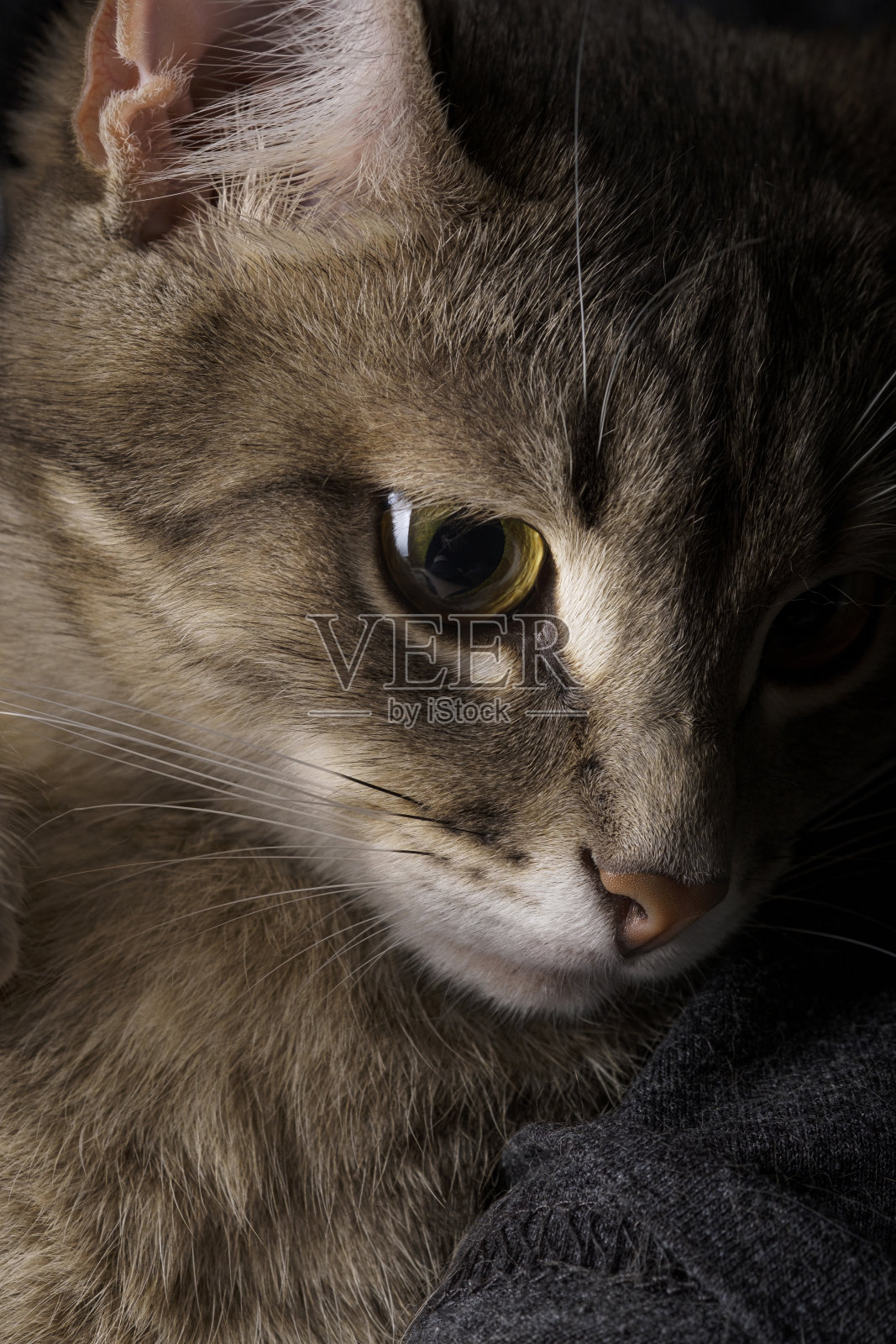 一只美丽的灰色猫的肖像在一个黑暗的背景照片摄影图片