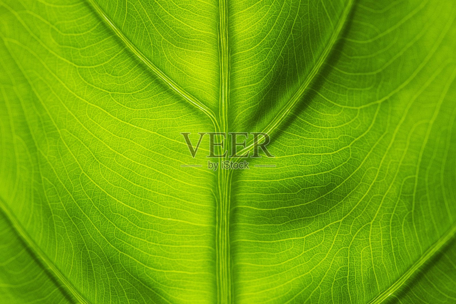 绿叶明亮。照片摄影图片