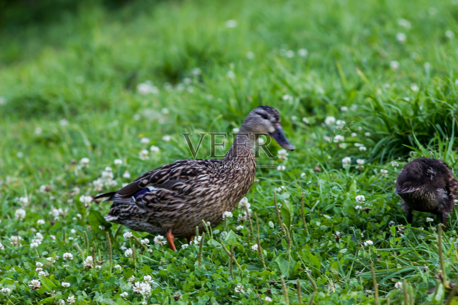 湖边草地上寻找食物的野鸭照片摄影图片