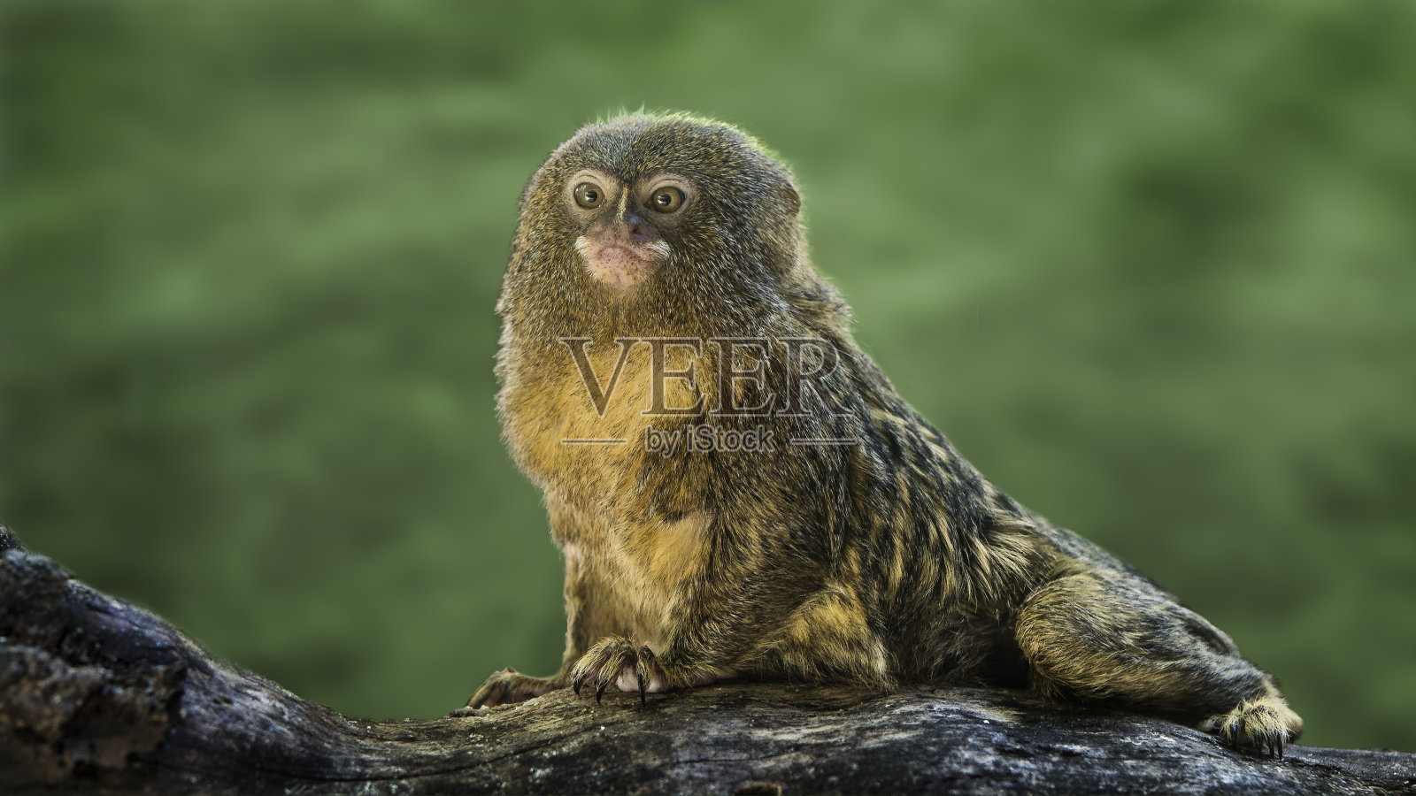 小猴在树枝上照片摄影图片