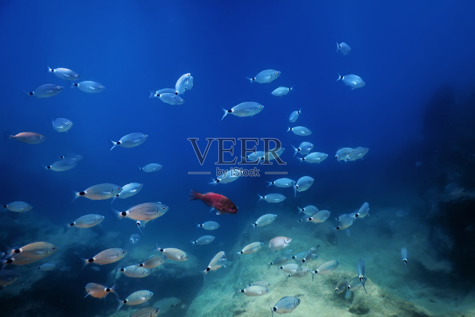 鱼在水下学校。鱼在水下的背景。照片摄影图片