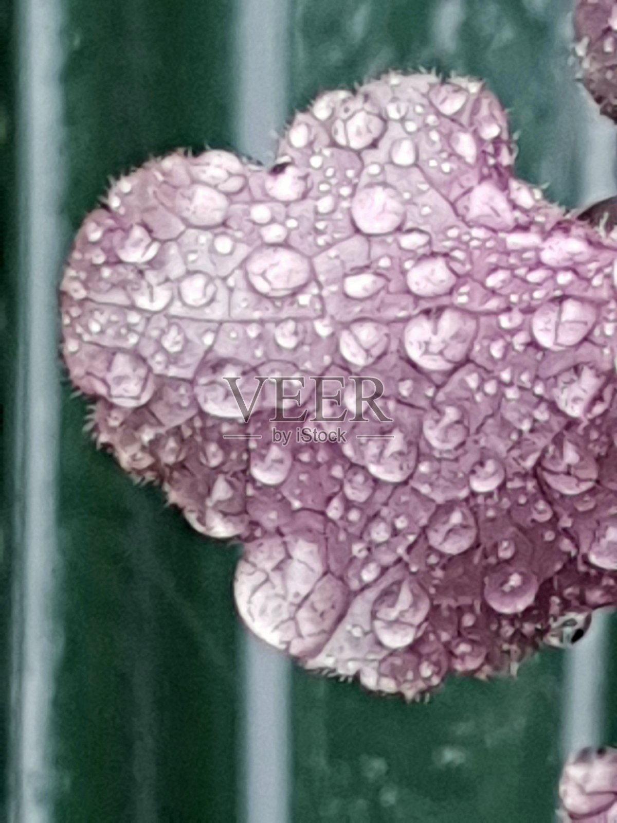 夏日最治愈的现象!走绿色版!照片摄影图片