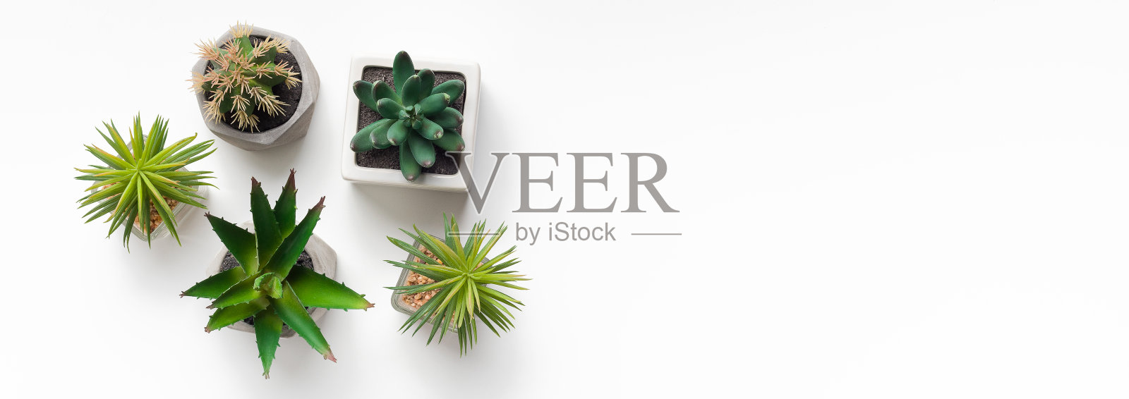 小肉质和仙人掌植物在盆的背景照片摄影图片