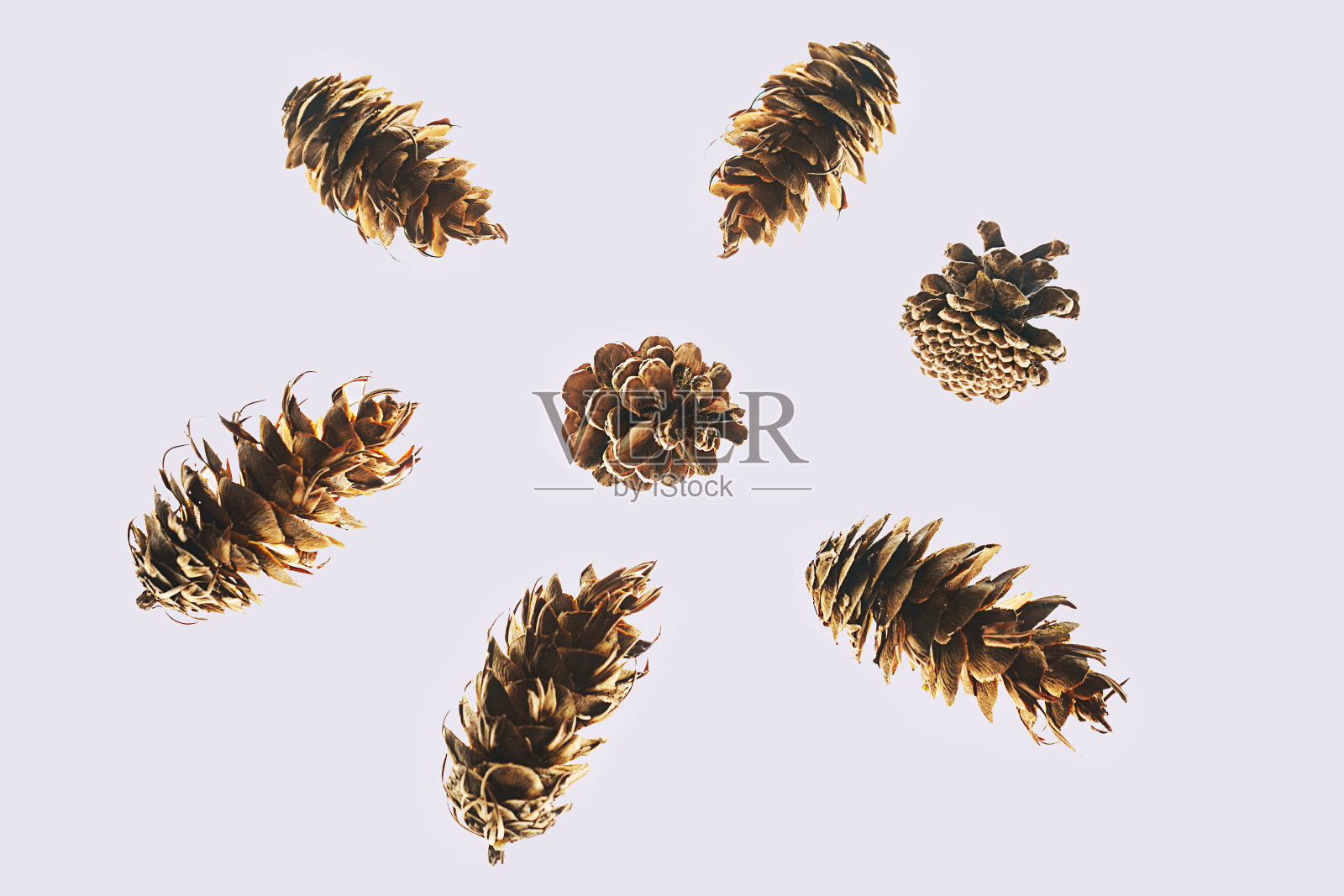 冬天的自然组成的球果在柔和的灰色背景,孤立。照片摄影图片