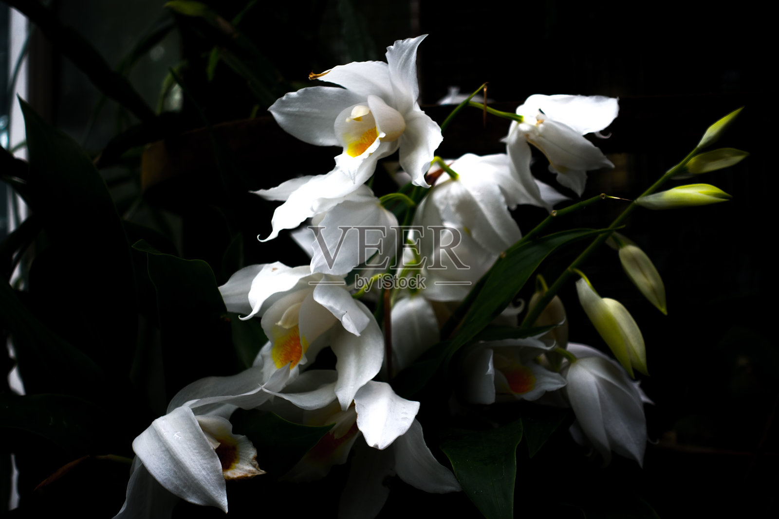 白色丹德龙照片摄影图片