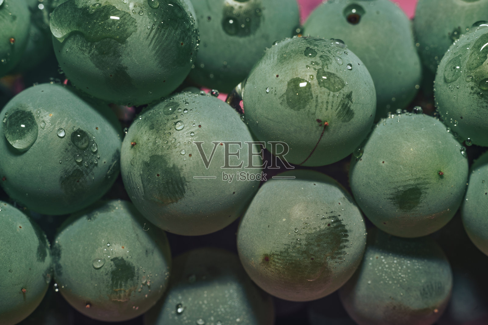 近距离特写美丽的新鲜葡萄串背景和粉红色的光。宏观的观点。照片摄影图片