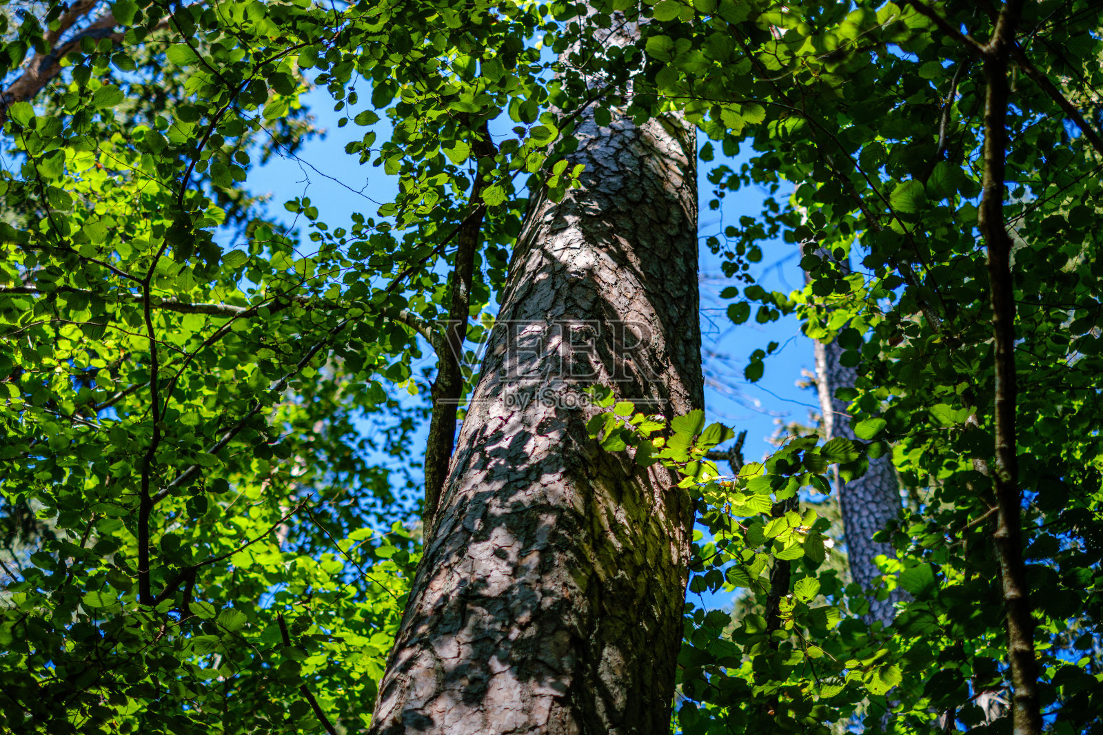 绿色新鲜的树叶。夏日的树叶在阳光下。抽象的图案照片摄影图片