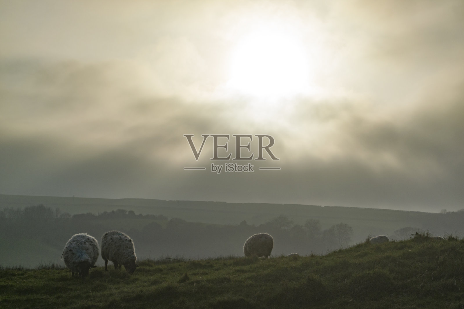 绵羊在薄雾寒冷的田野里吃草照片摄影图片