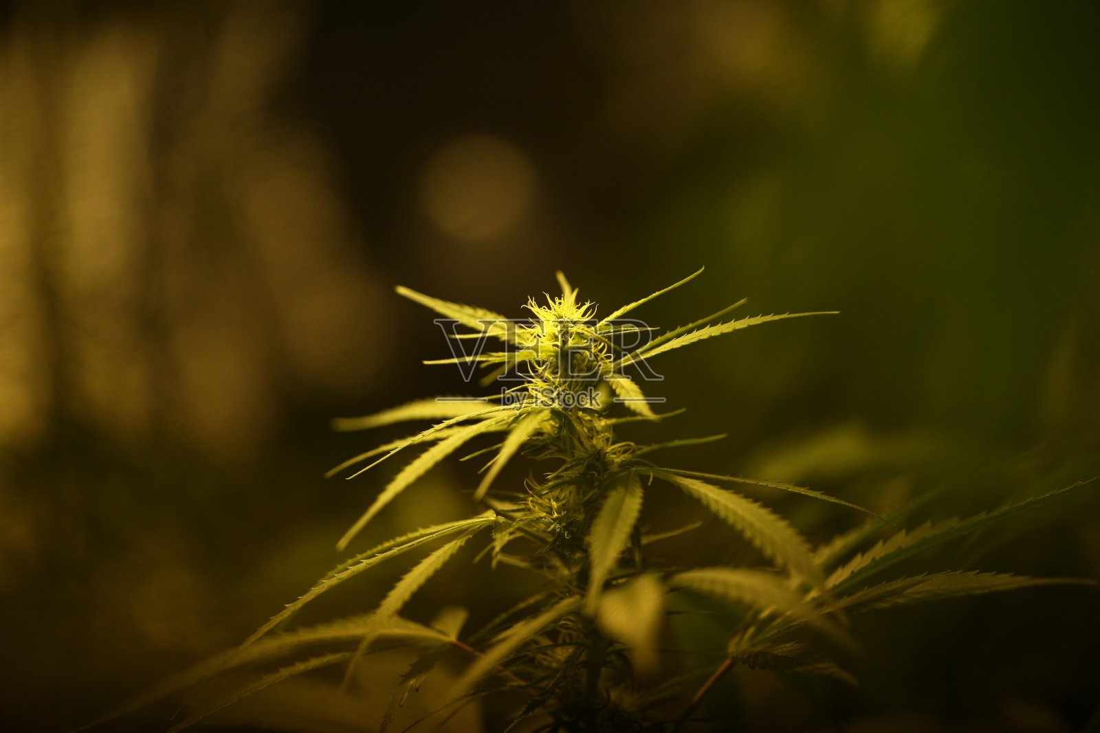 种植大麻农场种植园医用大麻大麻照片摄影图片