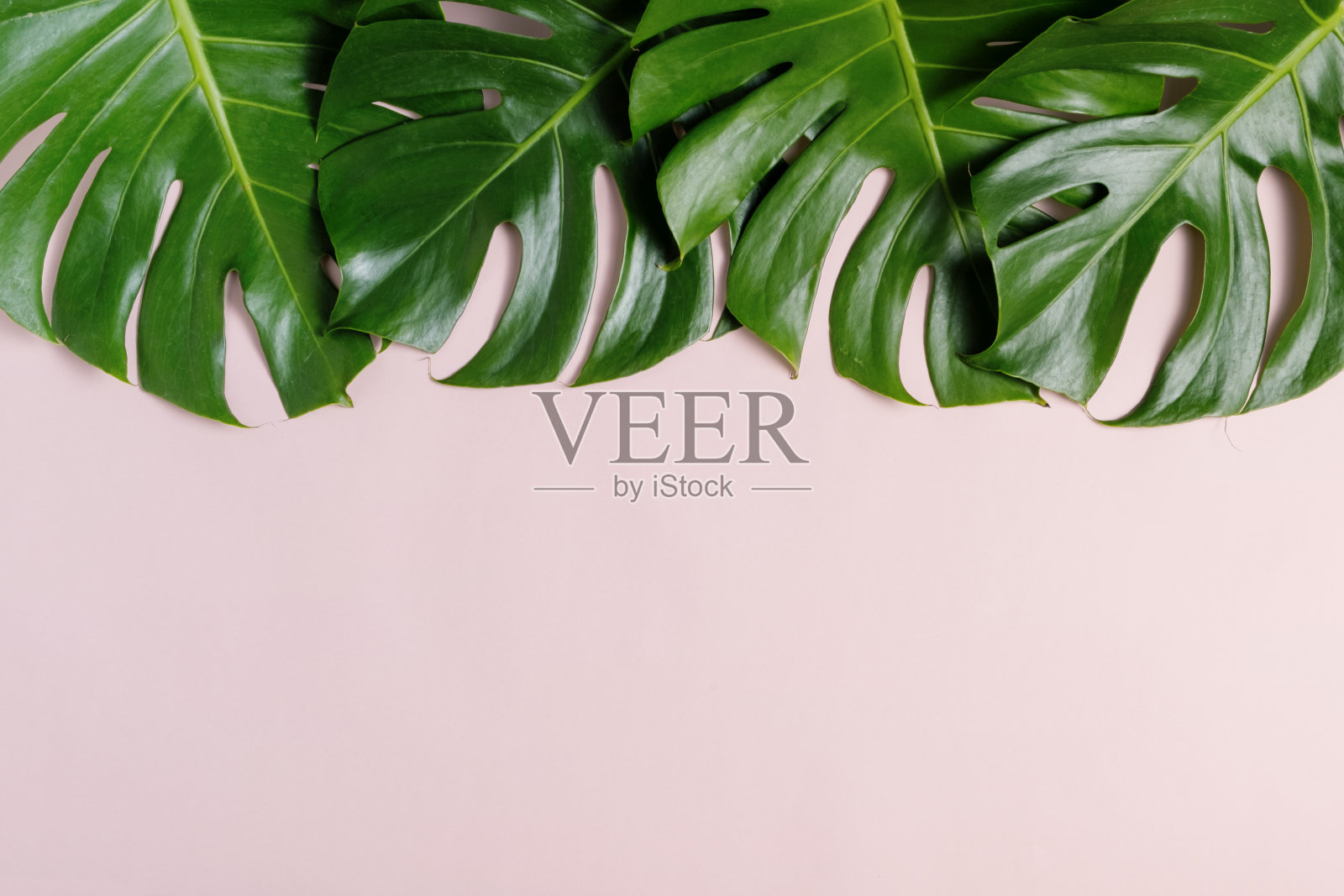 新鲜的绿色热带蒙斯特拉叶在粉红色的背景与拷贝空间,俯视图照片摄影图片