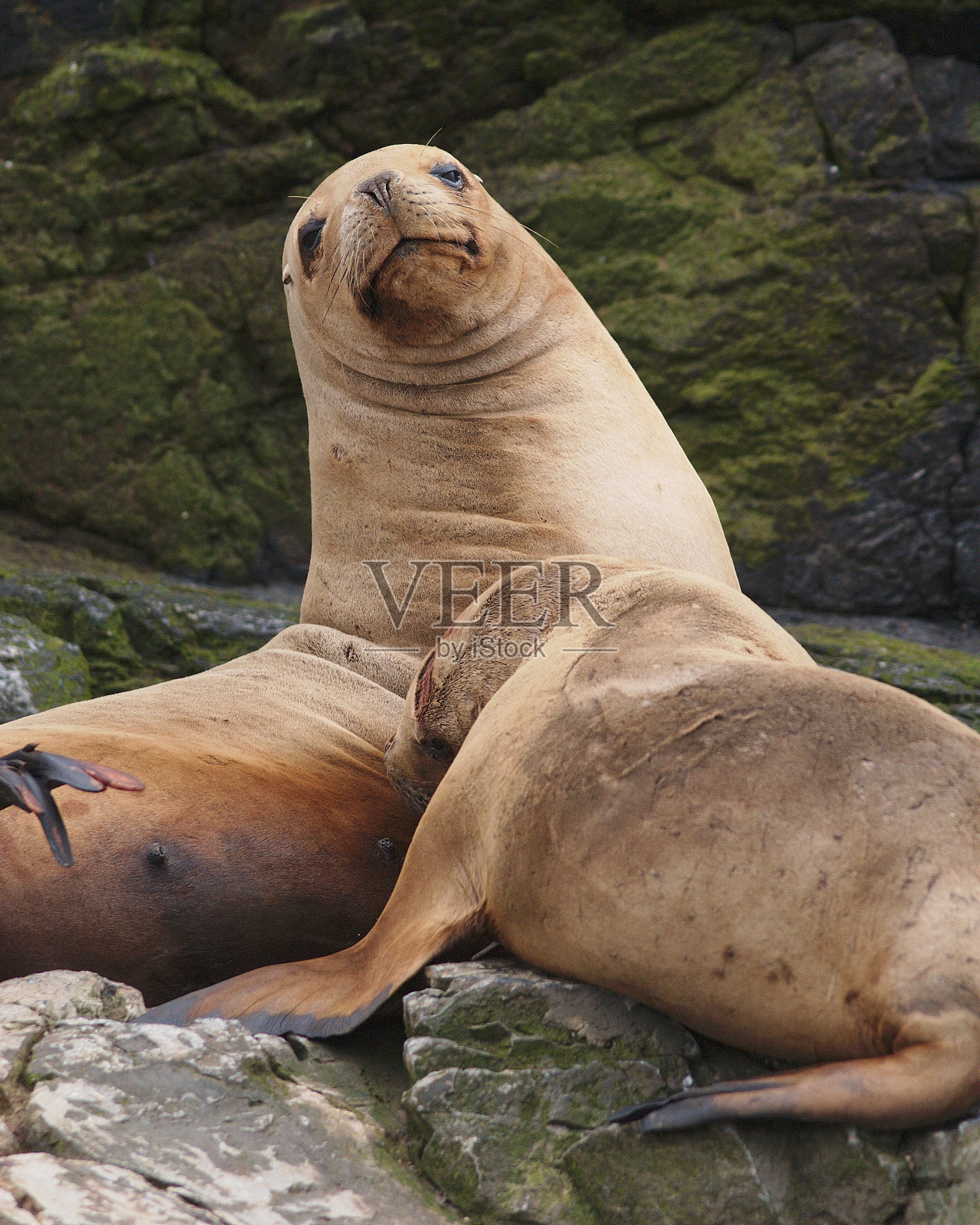 两只雌性南美海狮照片摄影图片