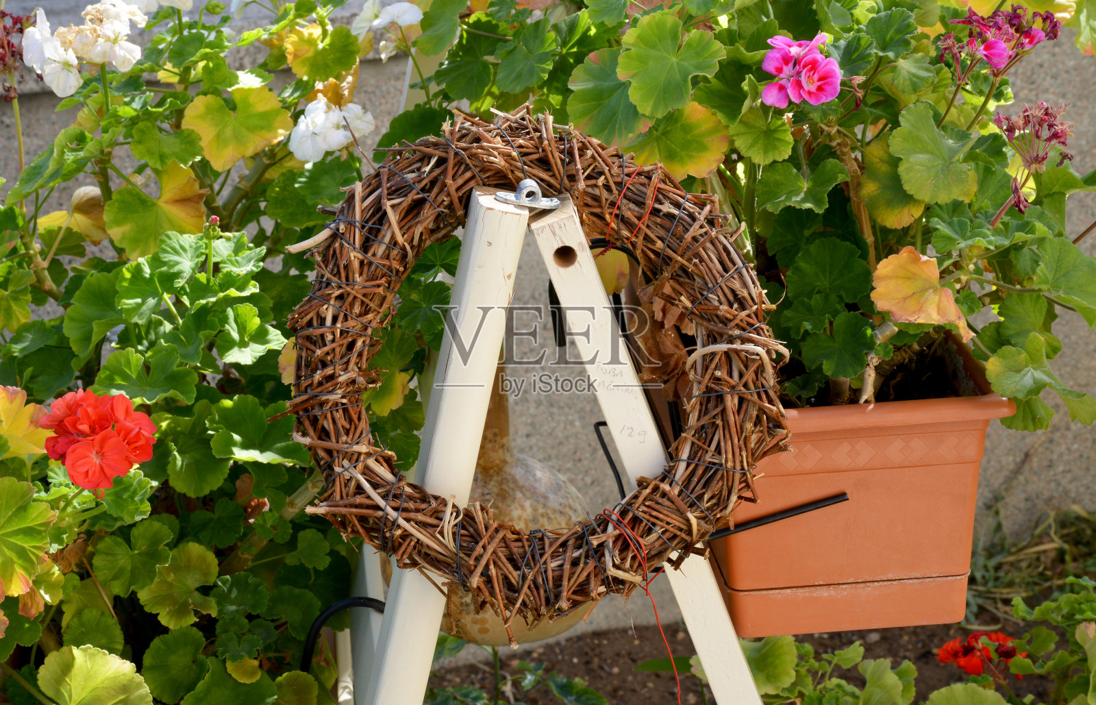 花园里的花照片摄影图片