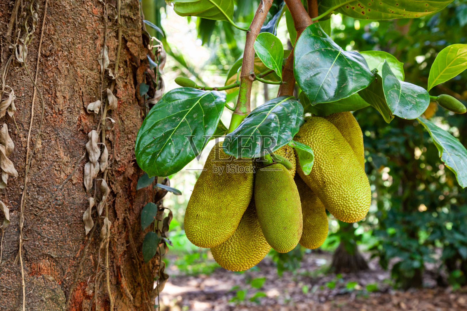 有成熟果实的菠萝蜜树照片摄影图片