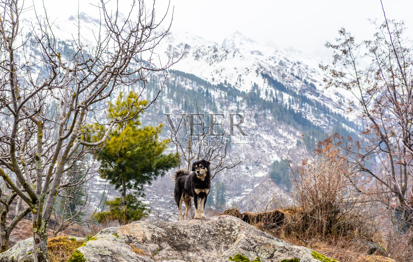 美丽的喜马拉雅山脉冬季景观与积雪覆盖的树木,朦胧的天空和云彩。照片摄影图片