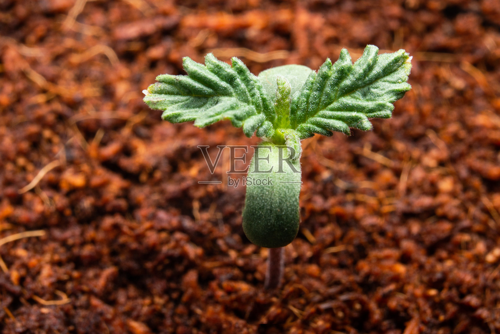 大麻在药用大麻中种植大麻照片摄影图片