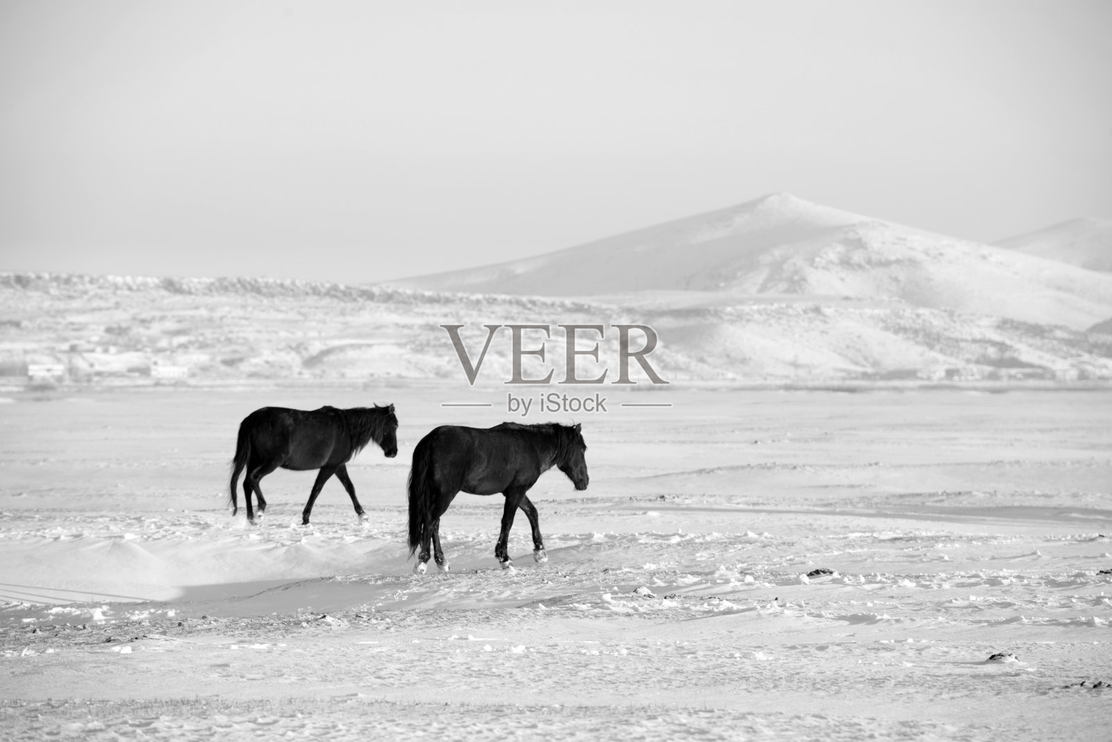 两匹野马在雪地上行走照片摄影图片