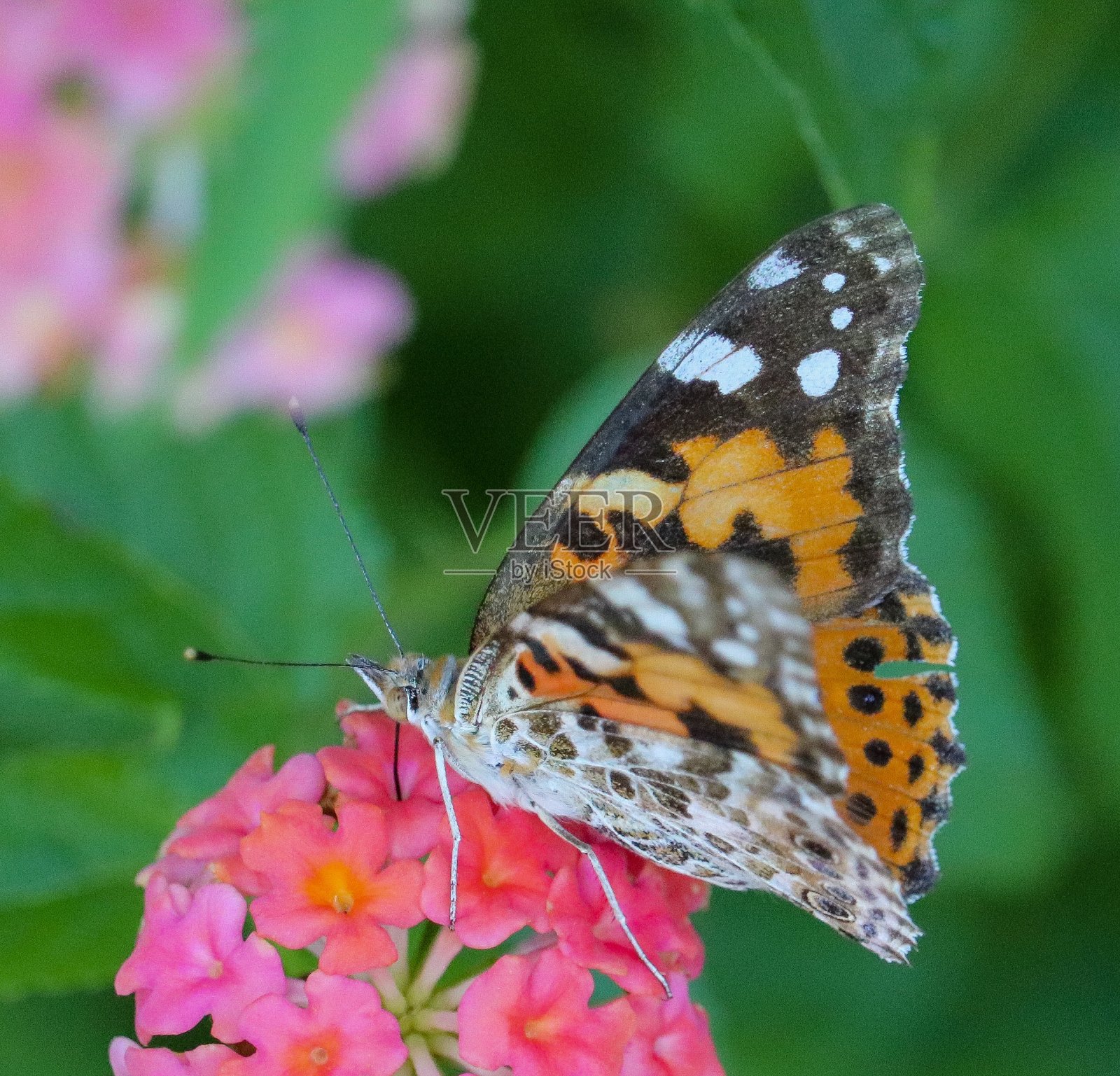 蝴蝶照片摄影图片